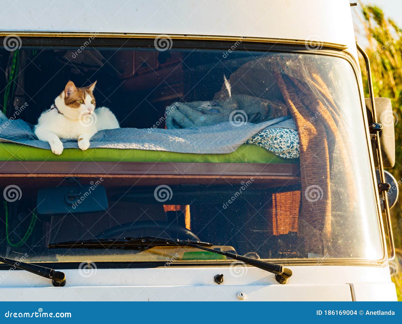 Katten Leggen Op Bed in Rv Camper Car Stock Foto - Image of auto, kamperen:  186169004