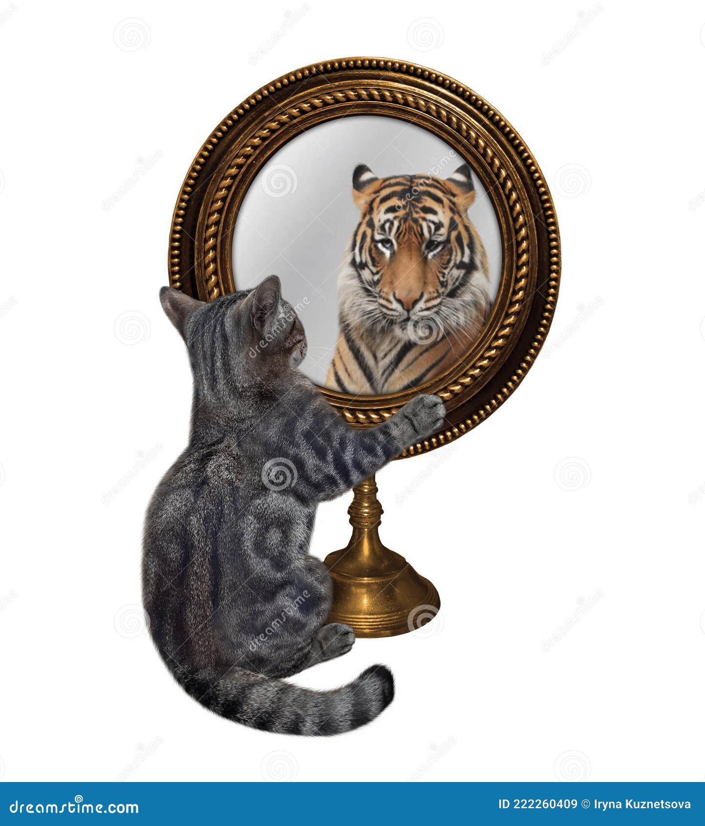 Kattengrijs Heeft Een Ronde Spiegel Stock Afbeelding - Image Of Succes, Doel: 222260409