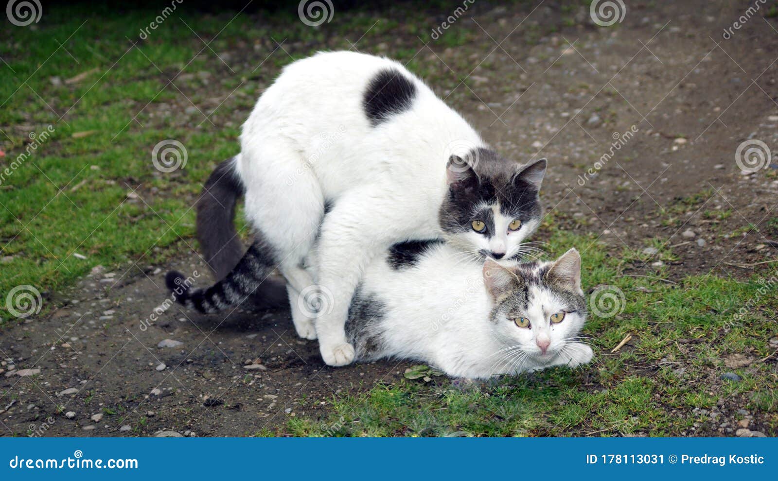 Kattenliefhebber Stock Afbeelding Afbeelding Bestaande Uit Mannetje 