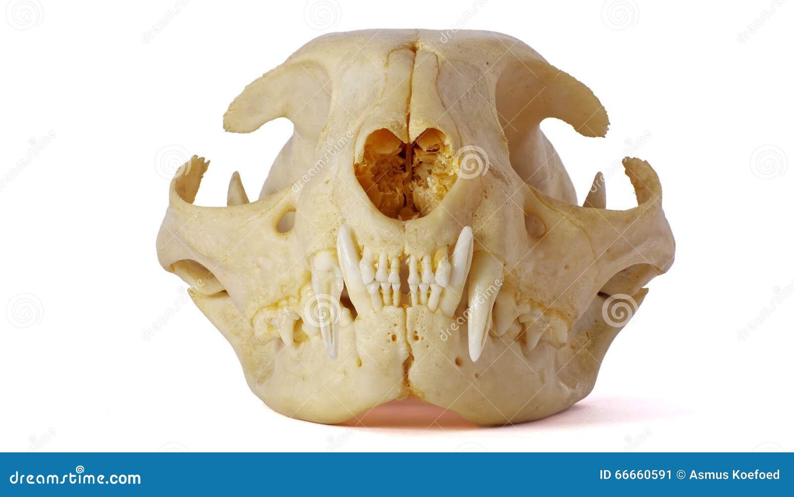 Kattskalle fotografering för bildbyråer. Bild av skalle 66660591