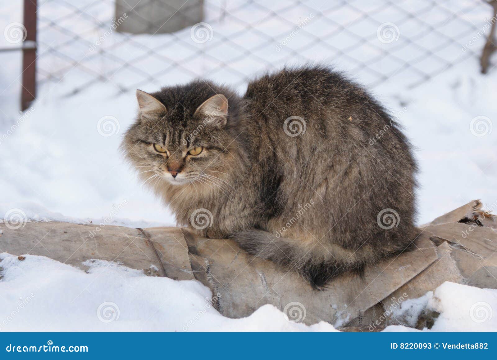 Kattvinter. För snowgata för katt kall vinter