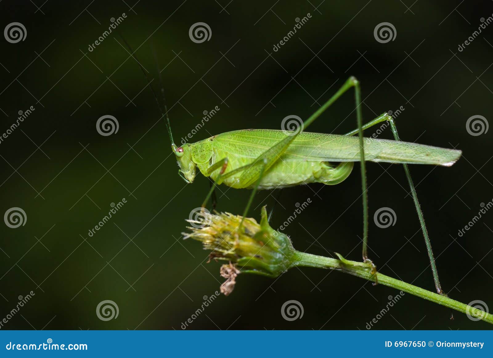 Katydid/bush cricket stock photo. Image of side, flora 6967650