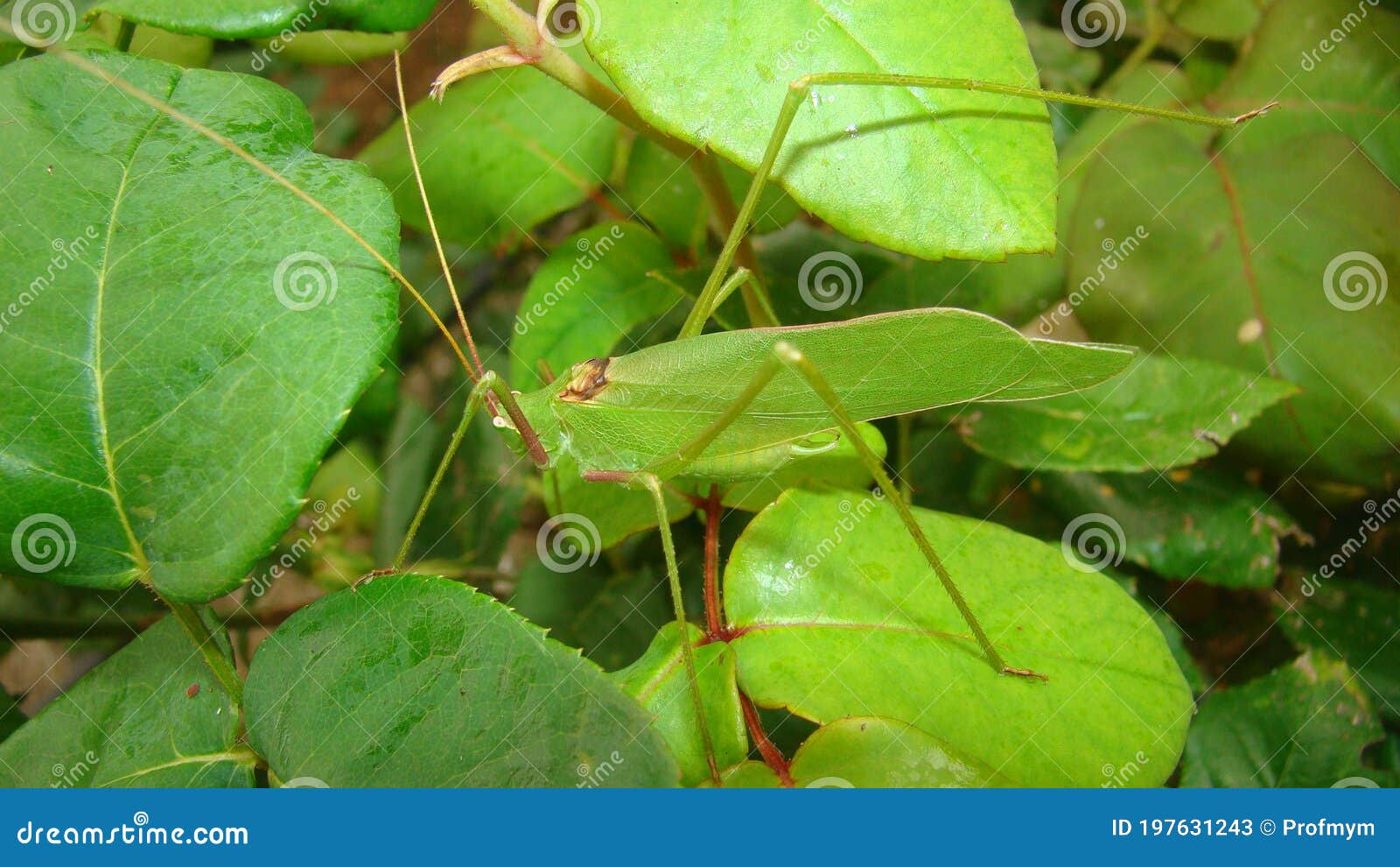 software Prijs Leer Katydid Katydid in the Nature on the Leaves Green Katydids Camouflage  Katydid Camouflage Insecten Camouflage-dieren Insecten in Stock Afbeelding  - Image of naughty, afrika: 197631243