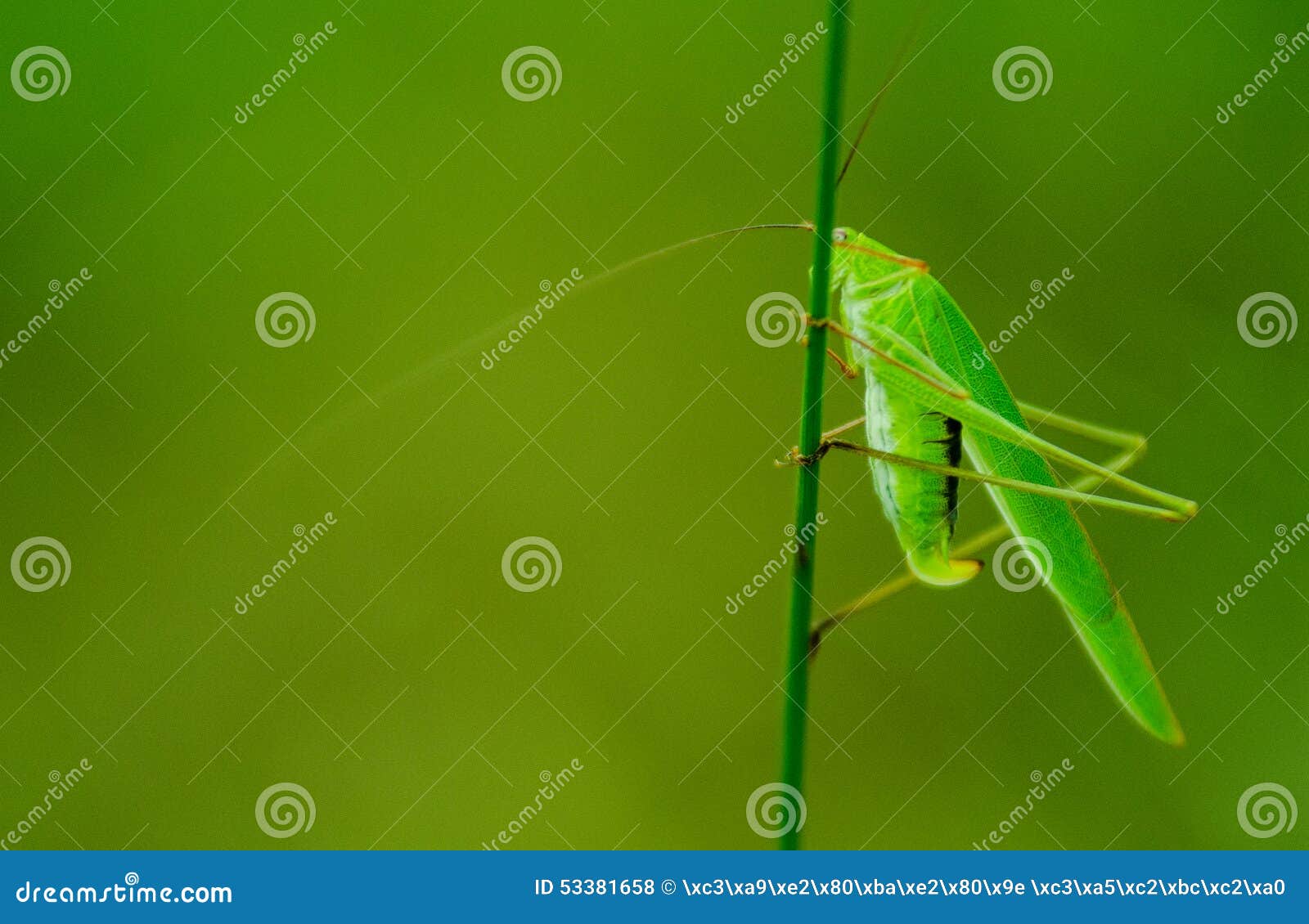 Verblijf op klein een groene katydidscaocao stemsn