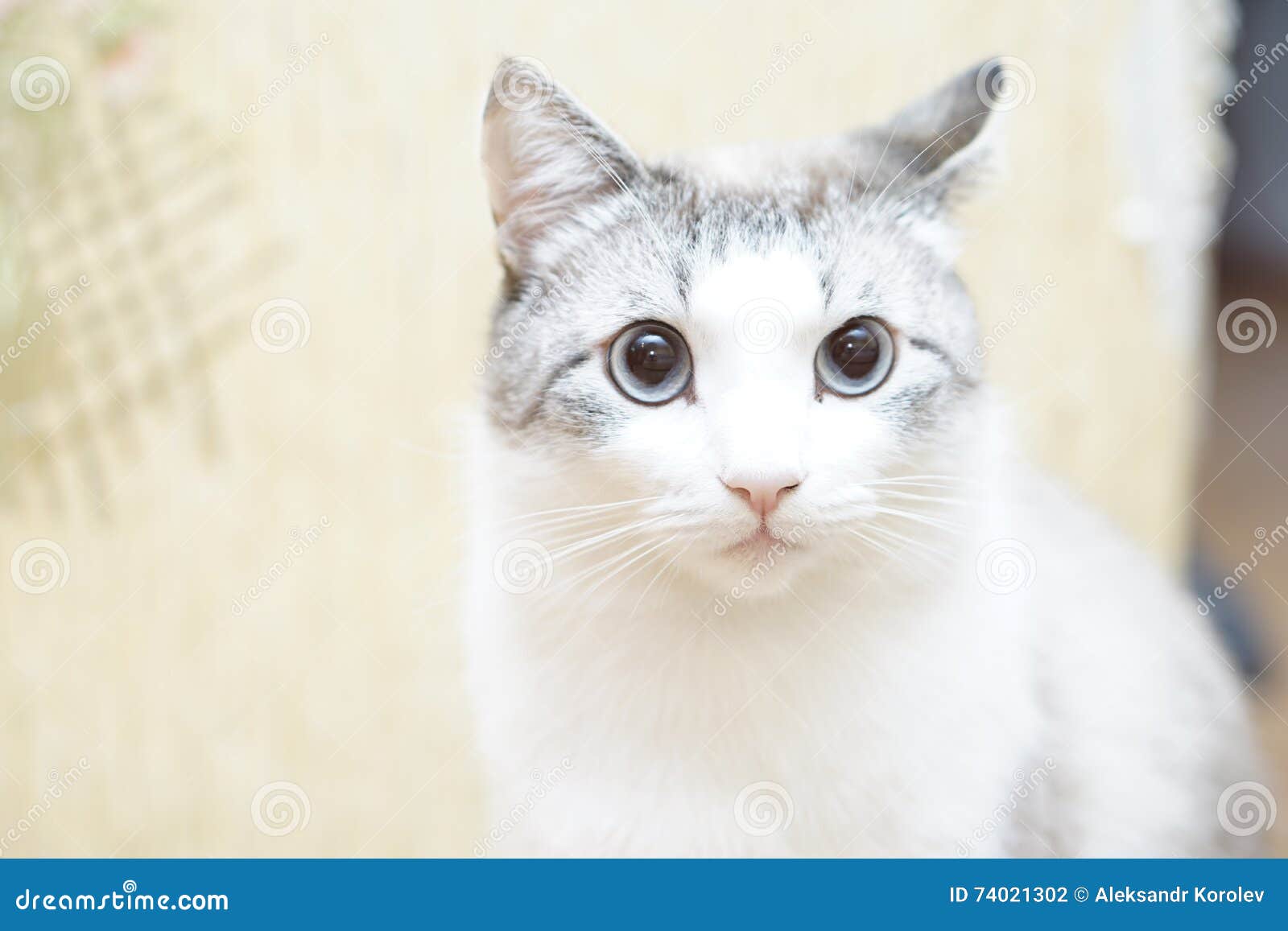 Eine blackwhite Katze hat blaue Augen