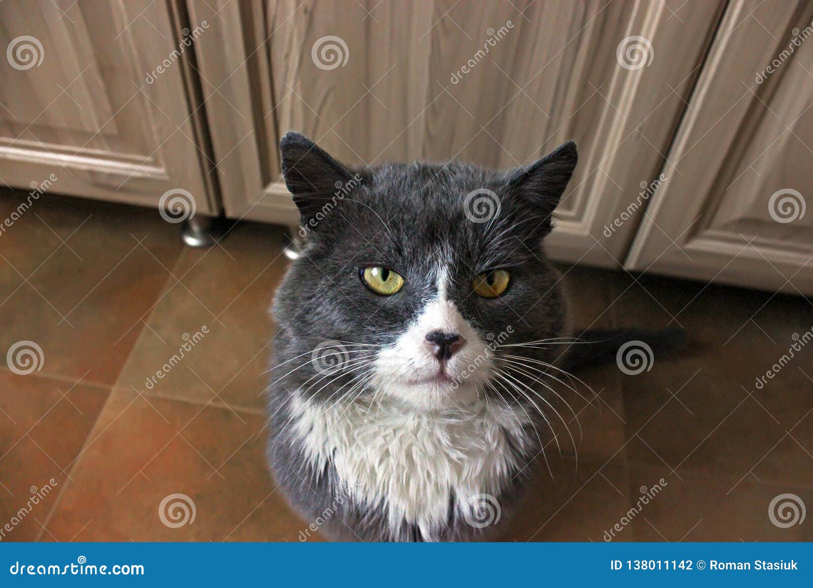 34+ inspirierend Bilder Katze Im Haus Halten Familie in