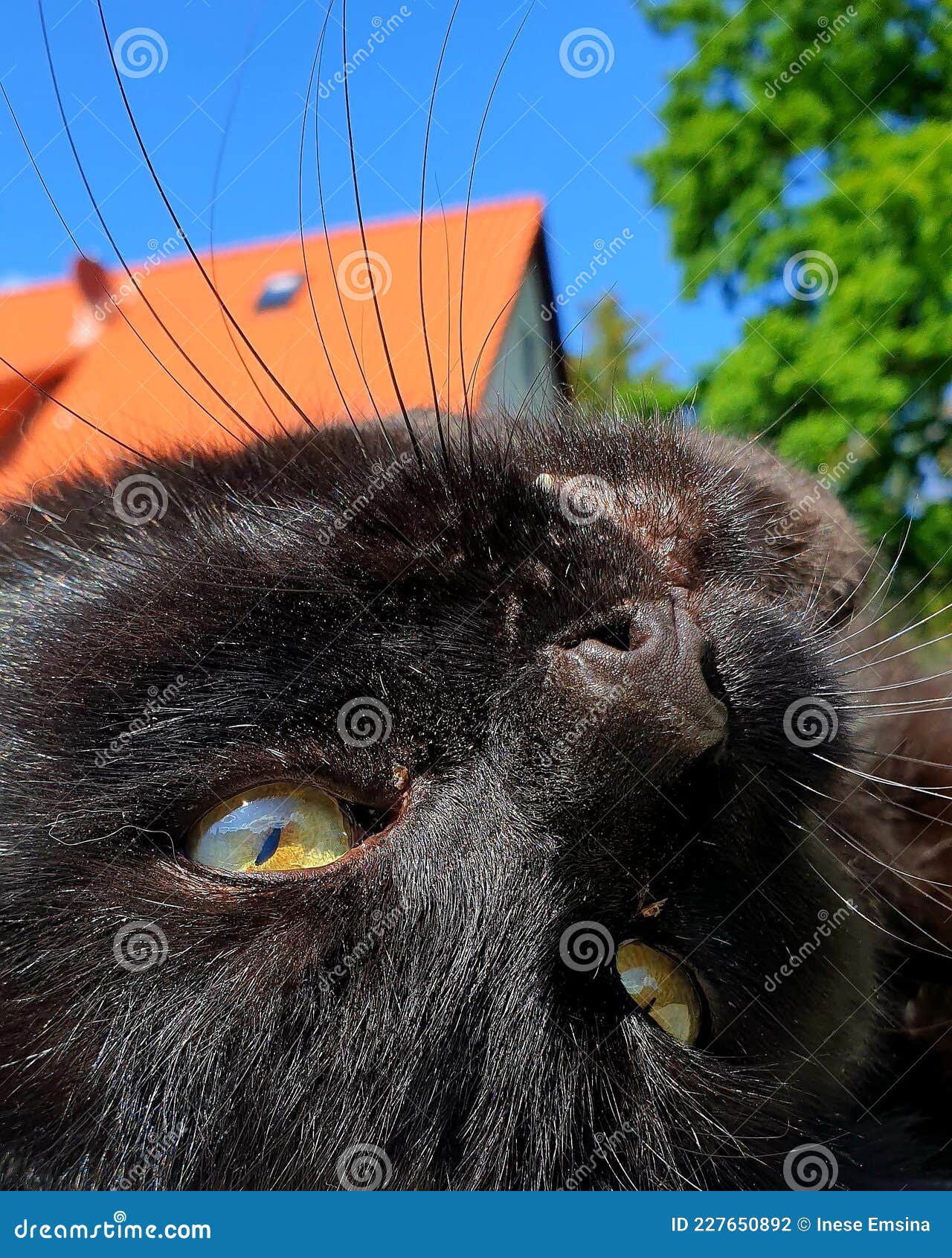 katze, cat,  sky, himmel