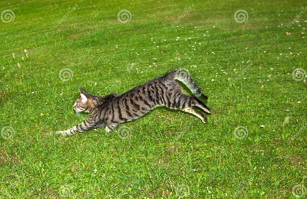Katze Der Getigerten Katze Macht Einen Großen Sprung Im Garten