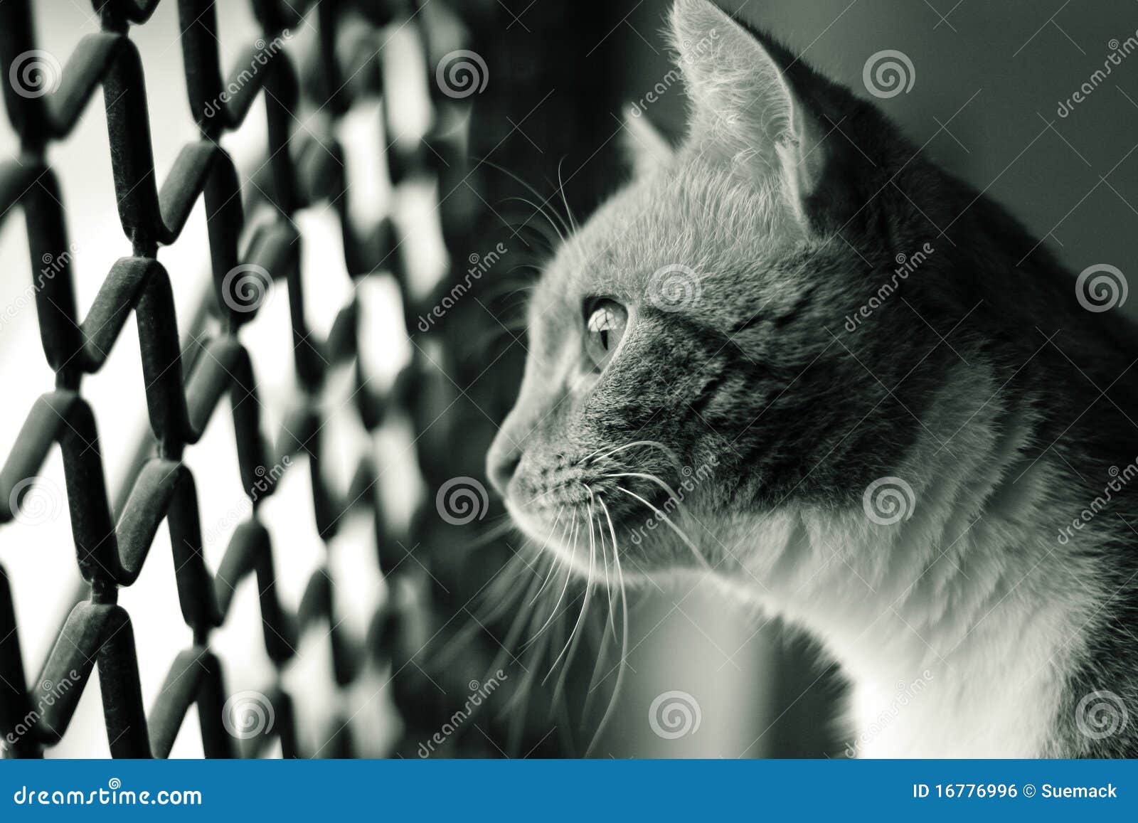 Katze, Die Heraus Fenster Schaut Stockfoto Bild von
