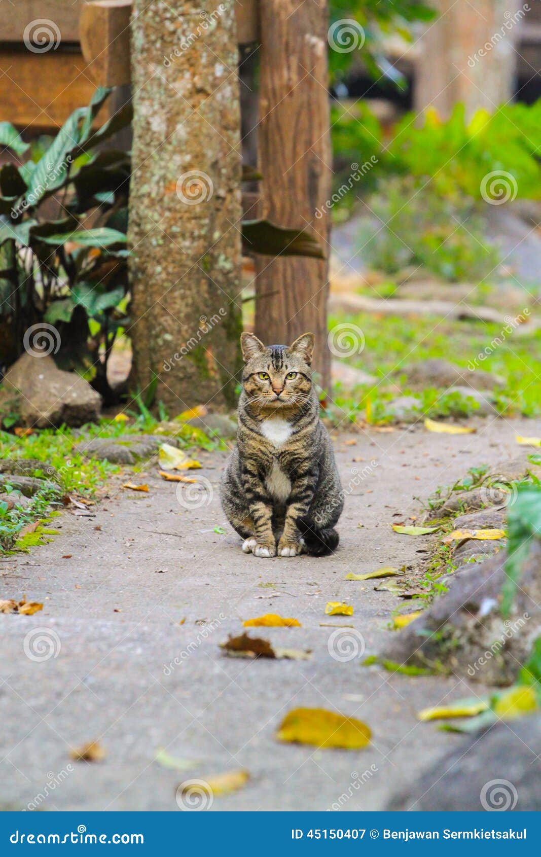 Katze, die Kamera betrachtet. Cat Looking At Camera in Thailand