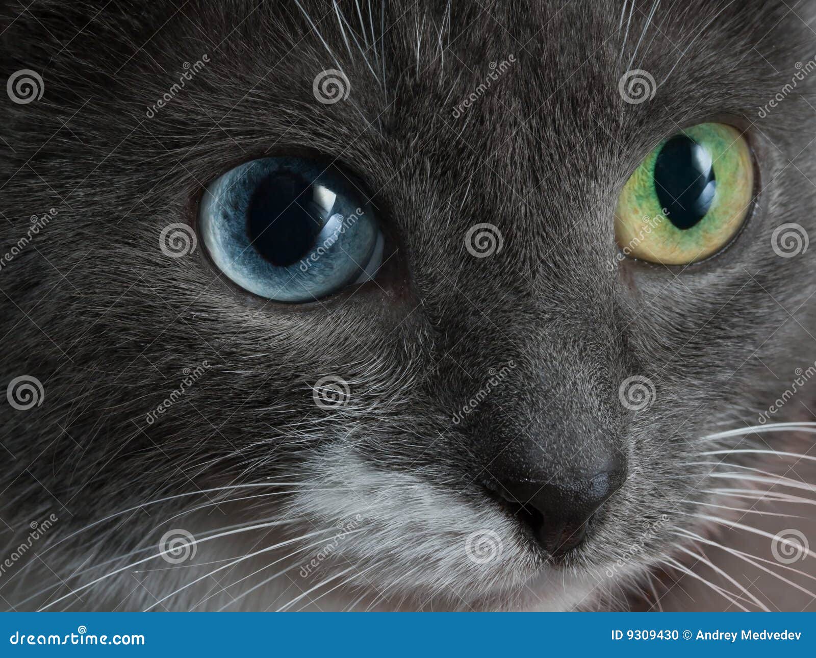Katze, Konfuse in Einem Ansturm. Stockfoto - Bild optik, grün: 9309430