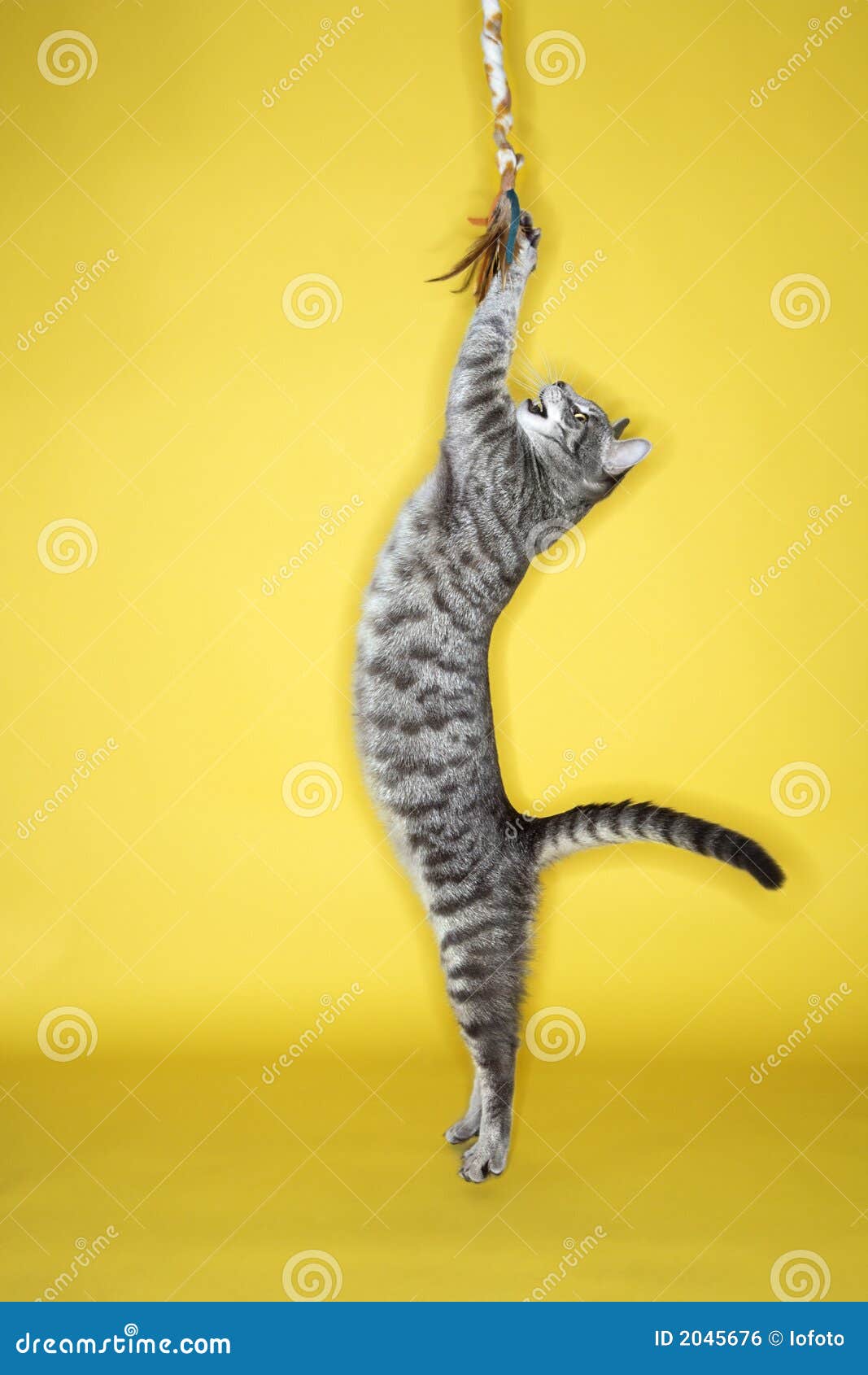 Katze, Die Mit Fliese Spielt. Stockfoto - Bild von farbe, bild: 2045676