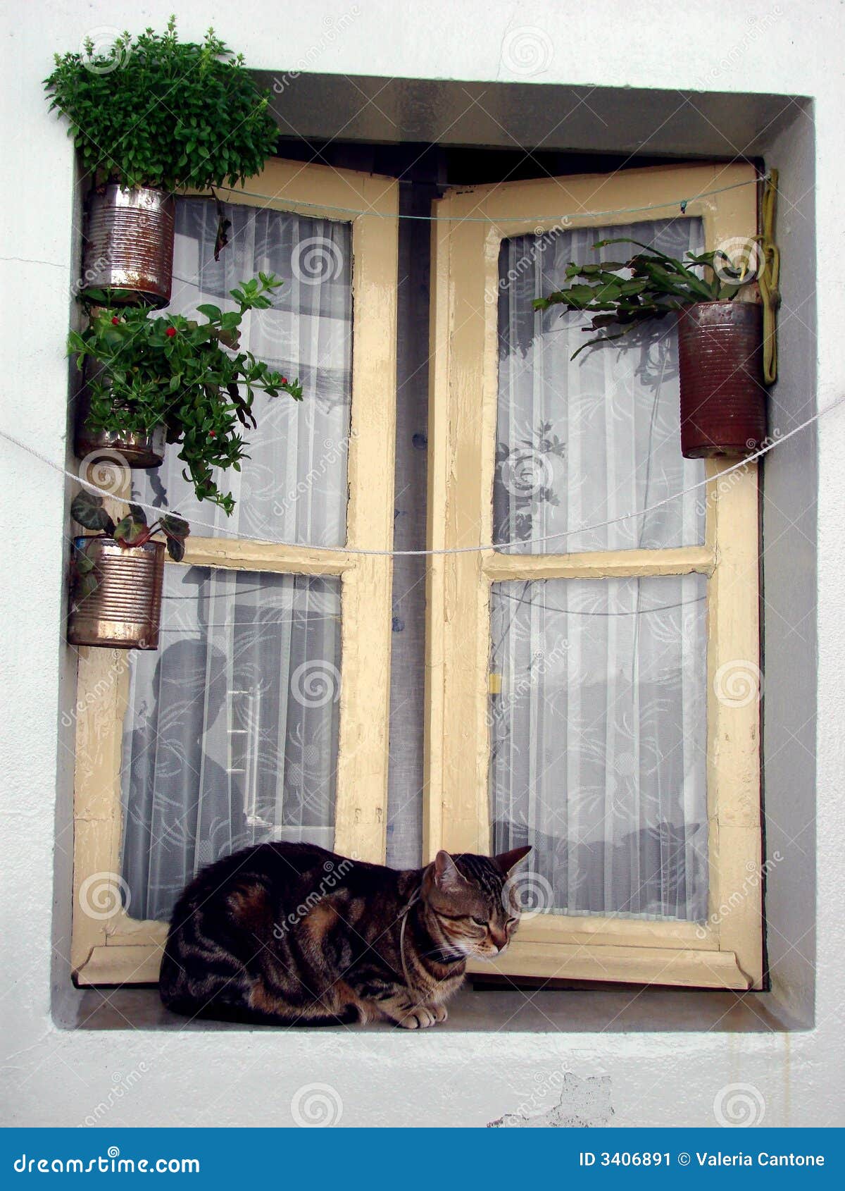 Katze durch das Fenster stockbild. Bild von tier, fenster - 3406891