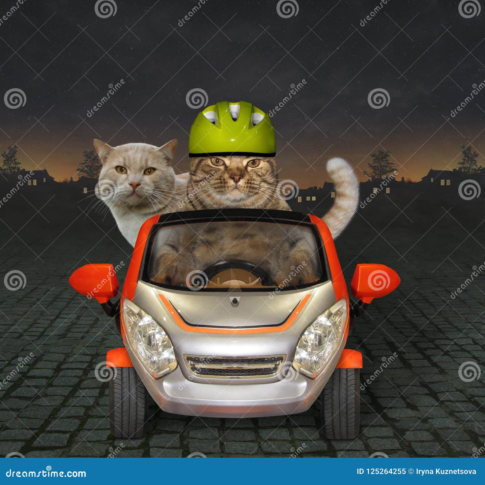 Eine Beige Katze Mit Brille Fährt Nachts Ein Auto Auf Der Autobahn. Neben  Ihm Steht Ein Einkaufskorb Mit Lebensmitteln. Lizenzfreie Fotos, Bilder und  Stock Fotografie. Image 167627756.