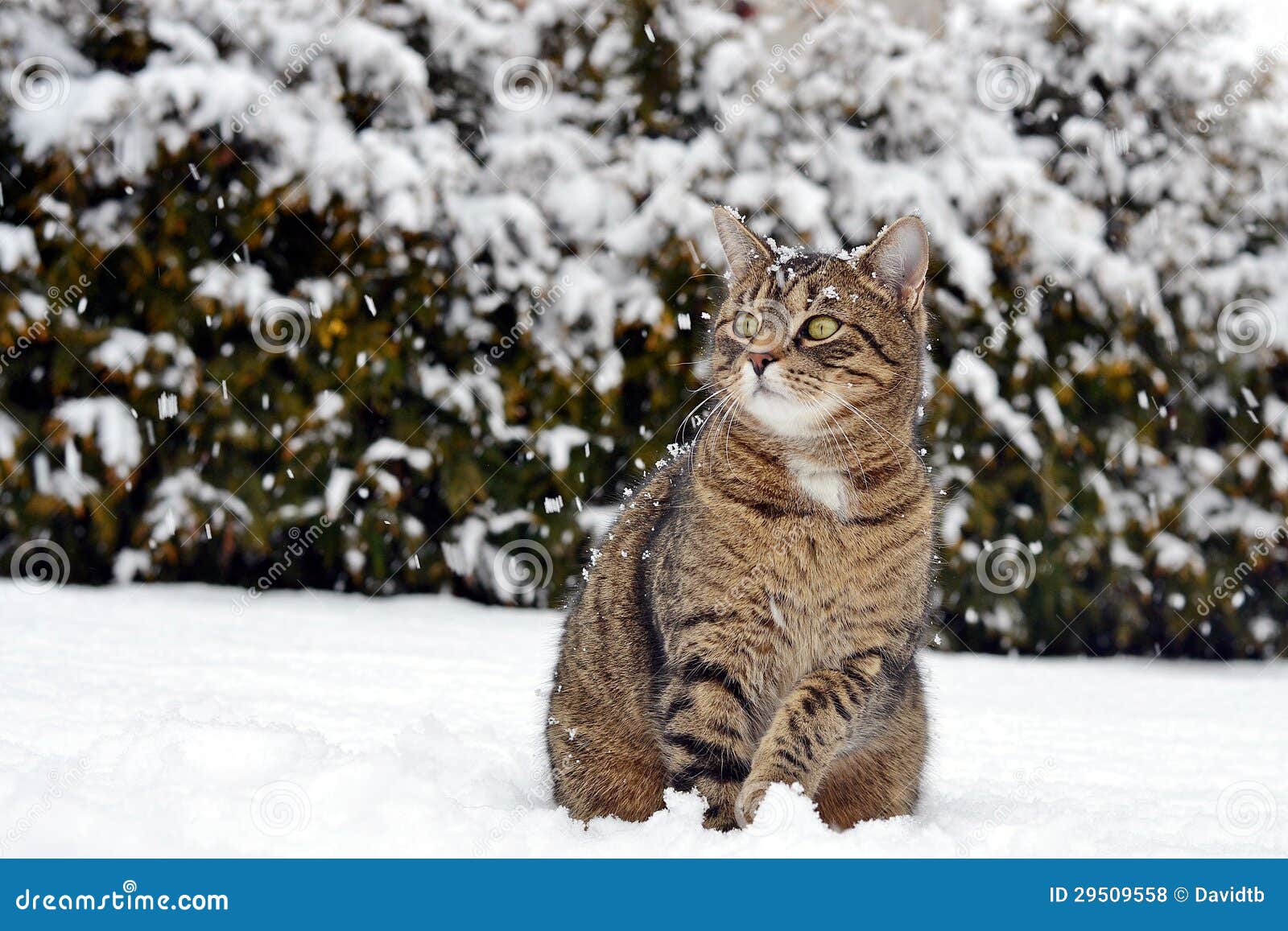 Katze Im Schnee Stockfoto Bild Von Streifen Saisonal