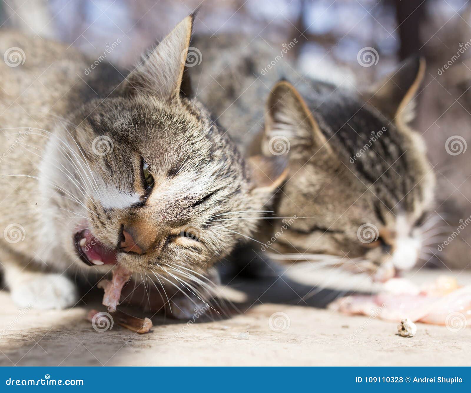 Katze Isst Fleisch Auf Natur Stockfoto Bild von barf, fleisch 109110328