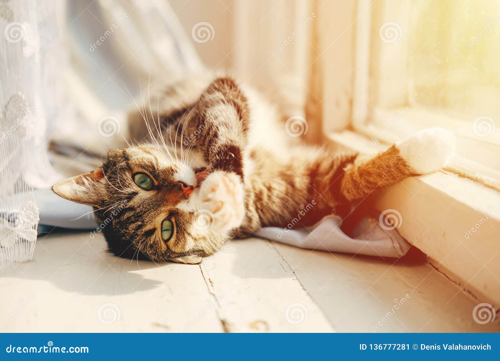 Katze liegt und wäscht die Tatzen nahe dem schönen Gesicht des Fenstersonnenuntergangs von grünen Augen der Katze
