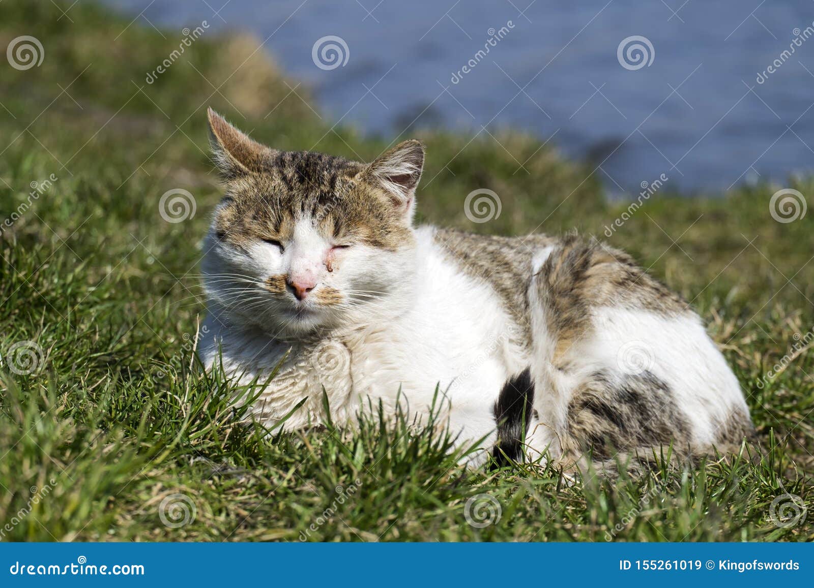 Katze Mit Augen Einer Bindehautentzundung Aalt Sich In Der Sonne Die Auf Dem Grunen Gras Liegt Stockbild Bild Von Augen Katze 155261019