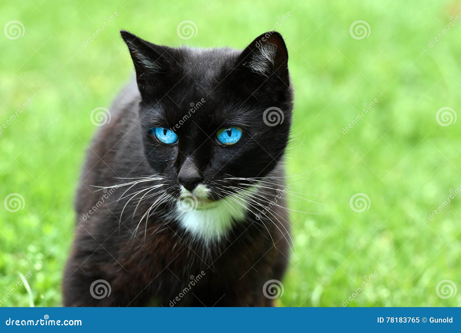 Katze mit blauen Augen stockbild. Bild von auge, lebhaft - 78183765