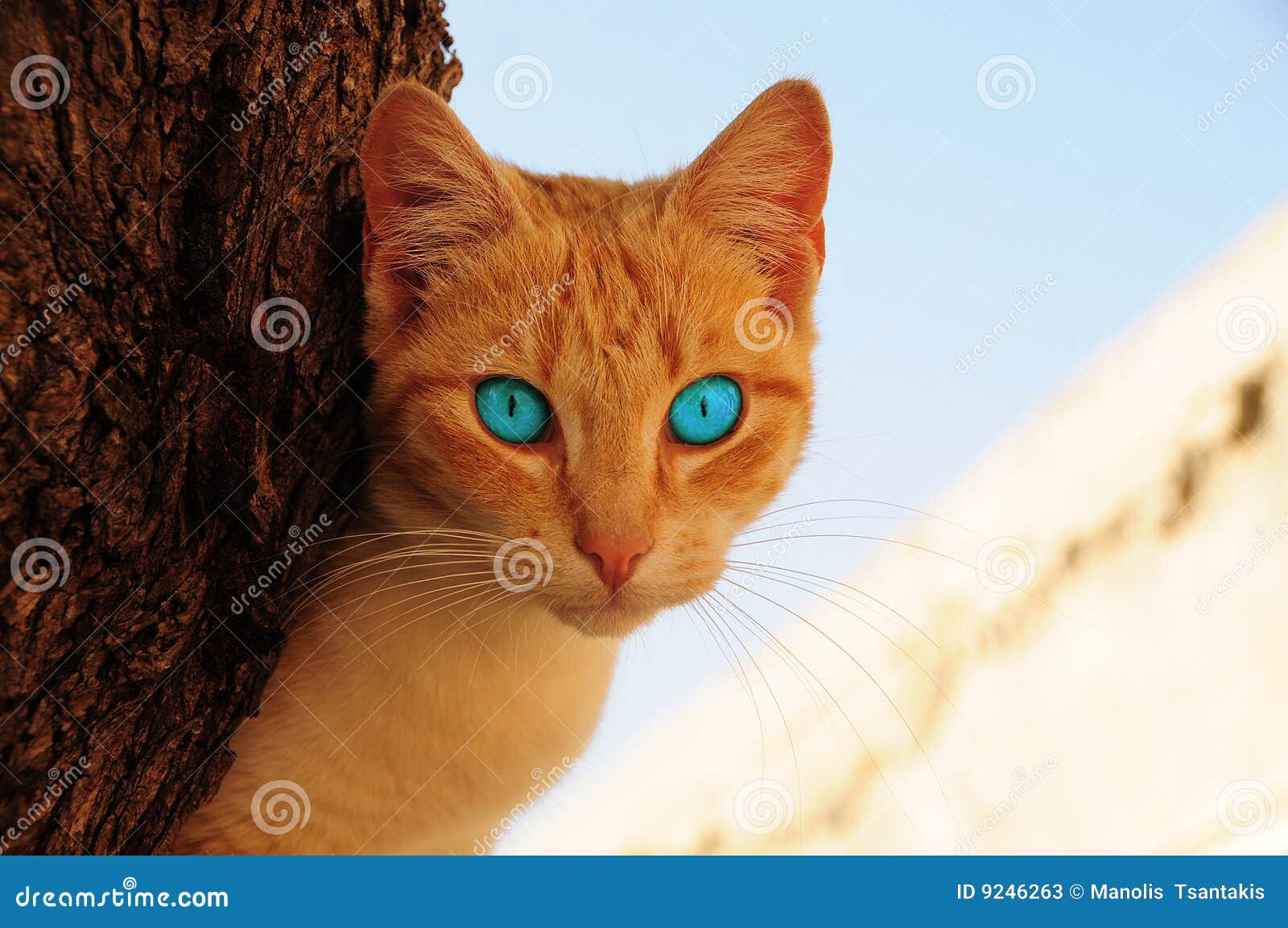 Katze mit blauen Augen stockbild. Bild von makro, lüge 9246263