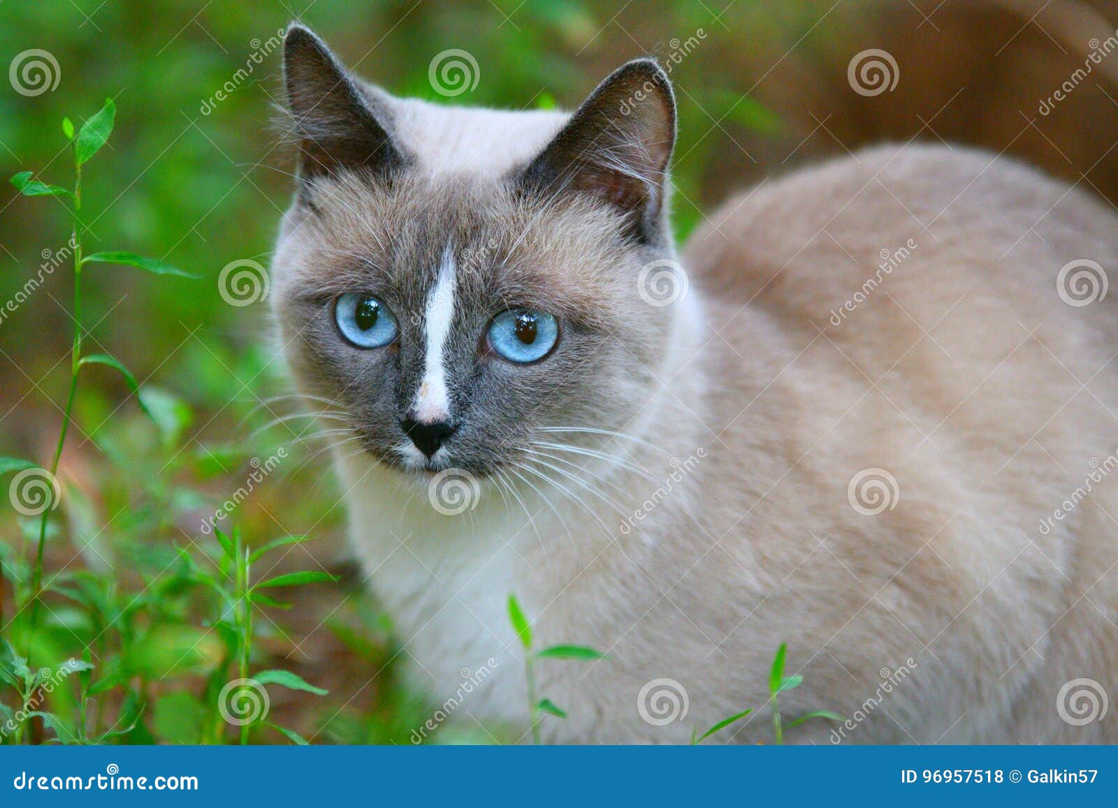 Katze Mit Blauen Augen Stockfoto Bild Von Grau Tatze