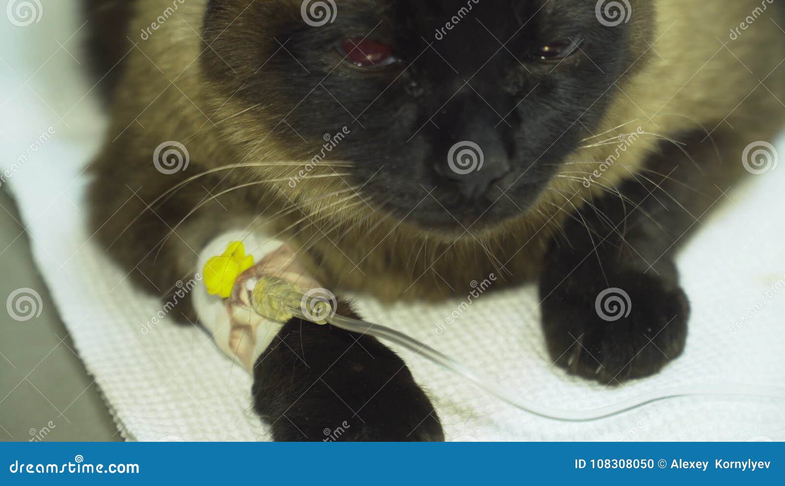 Katze Mit Einem Katheter in Einem Tierarzt an Der Klinik Stockfoto