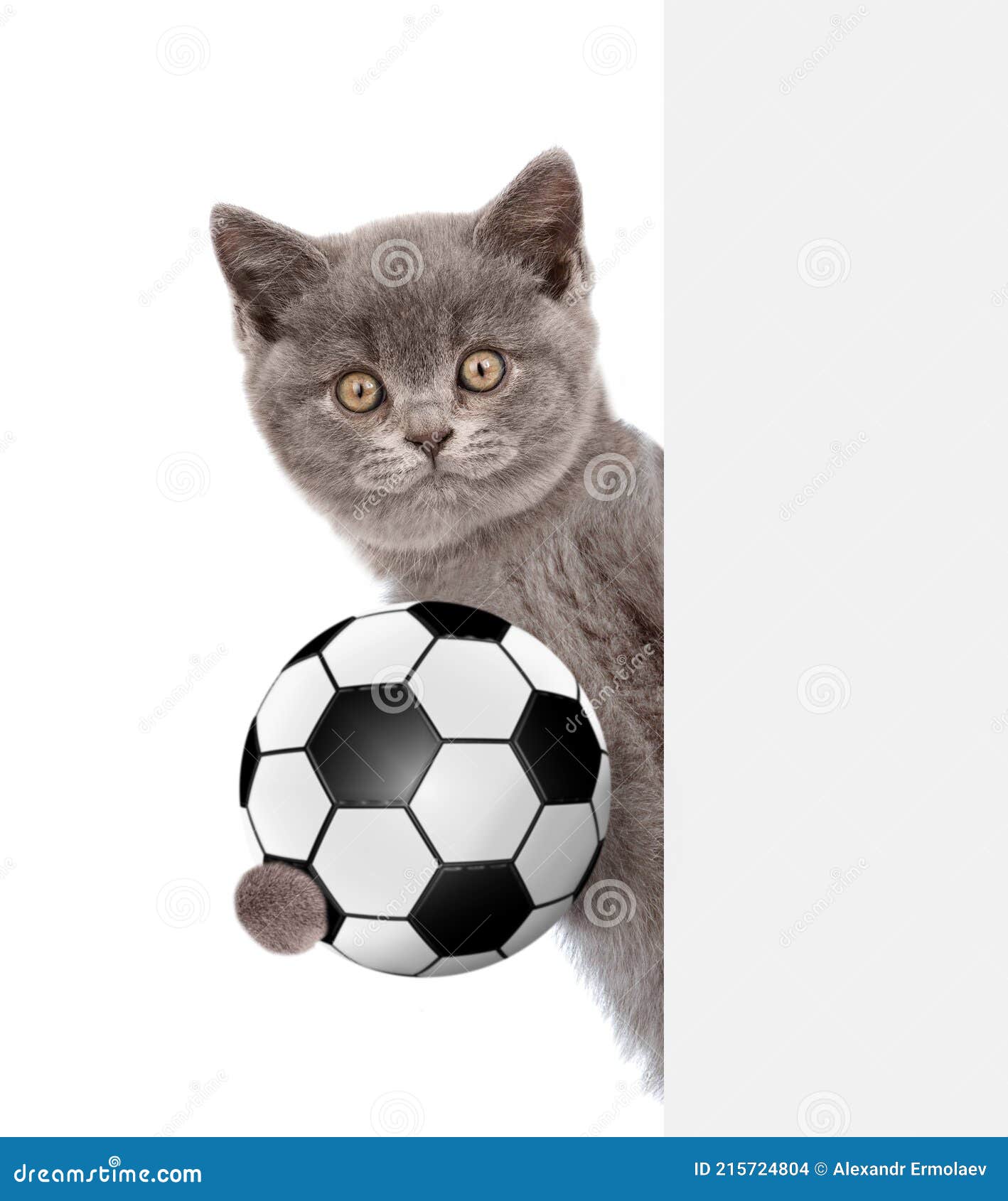 Katze Mit Fußball Gucken über Weißem Banner