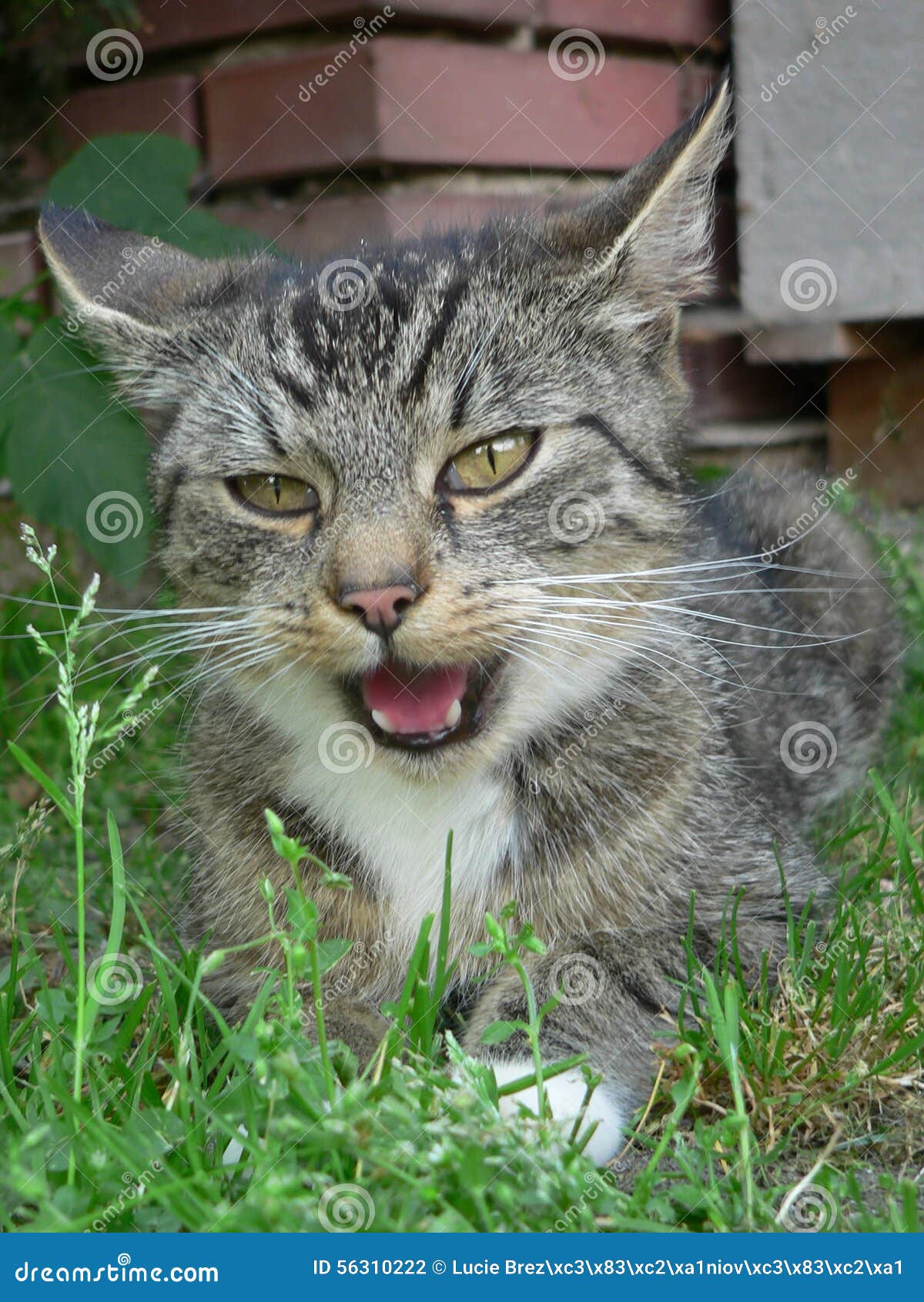 Katze Mit Offenem Mund Stockfoto Bild Von Mund Katze