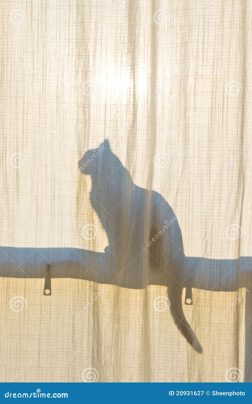 Katze-Schattenbild stockbild. Bild von heck, haustier - 20931627