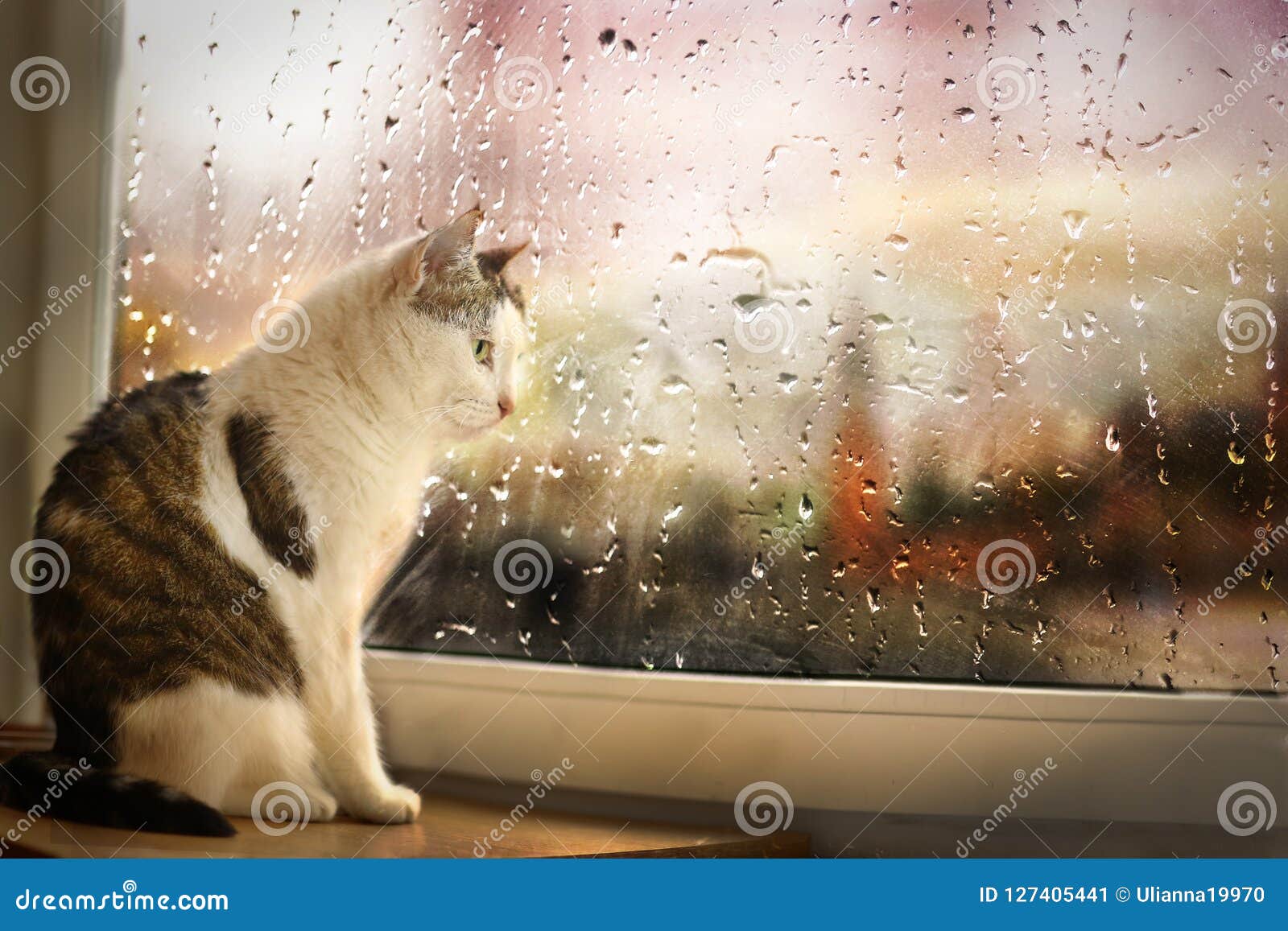 Katze Sitzen Auf Regnerischer Straße Der Fensterbrettuhr, Obwohl