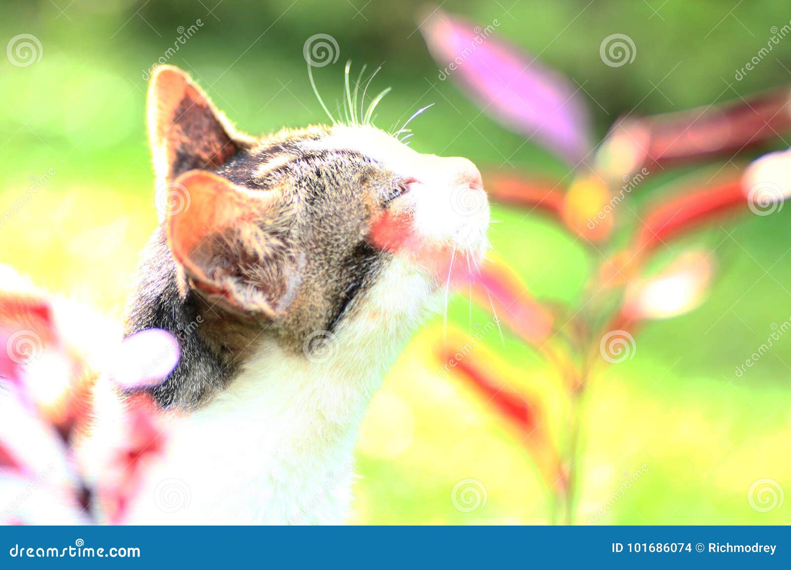 Katze und Blume stockfoto. Bild von betriebe, tier, schnüffeln 101686074