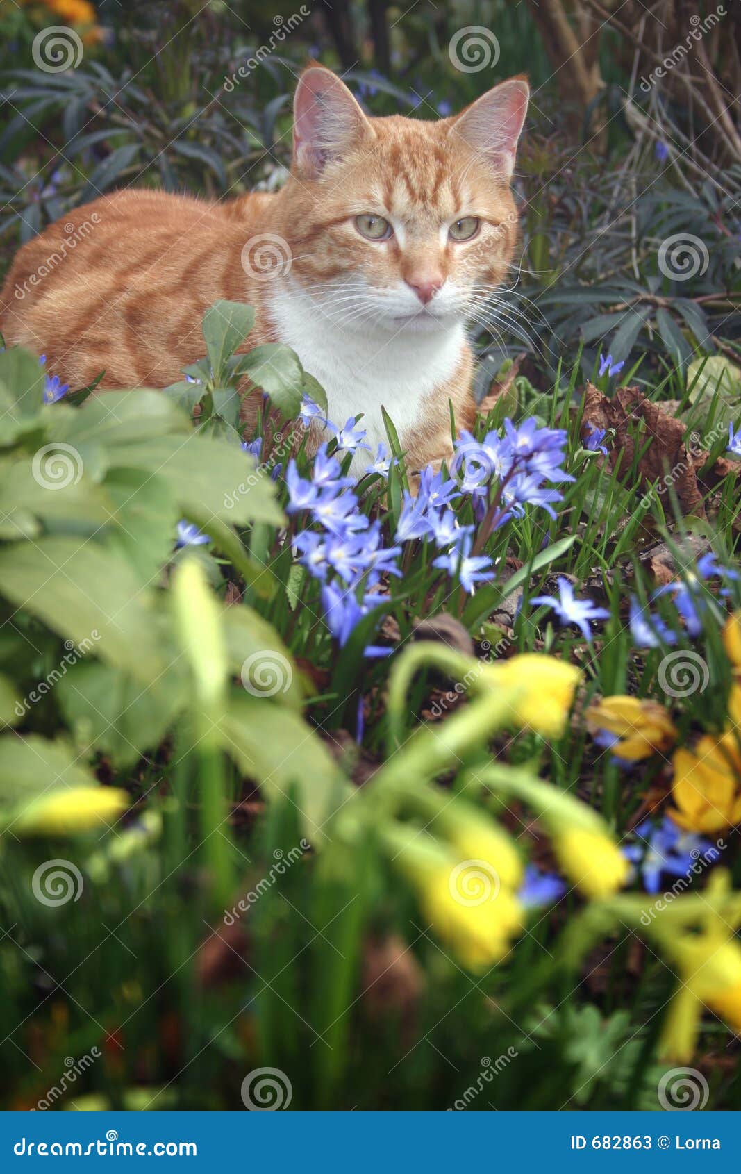 Katze und Blumen im Garten stockbild. Bild von gärten, gärtnern 682863