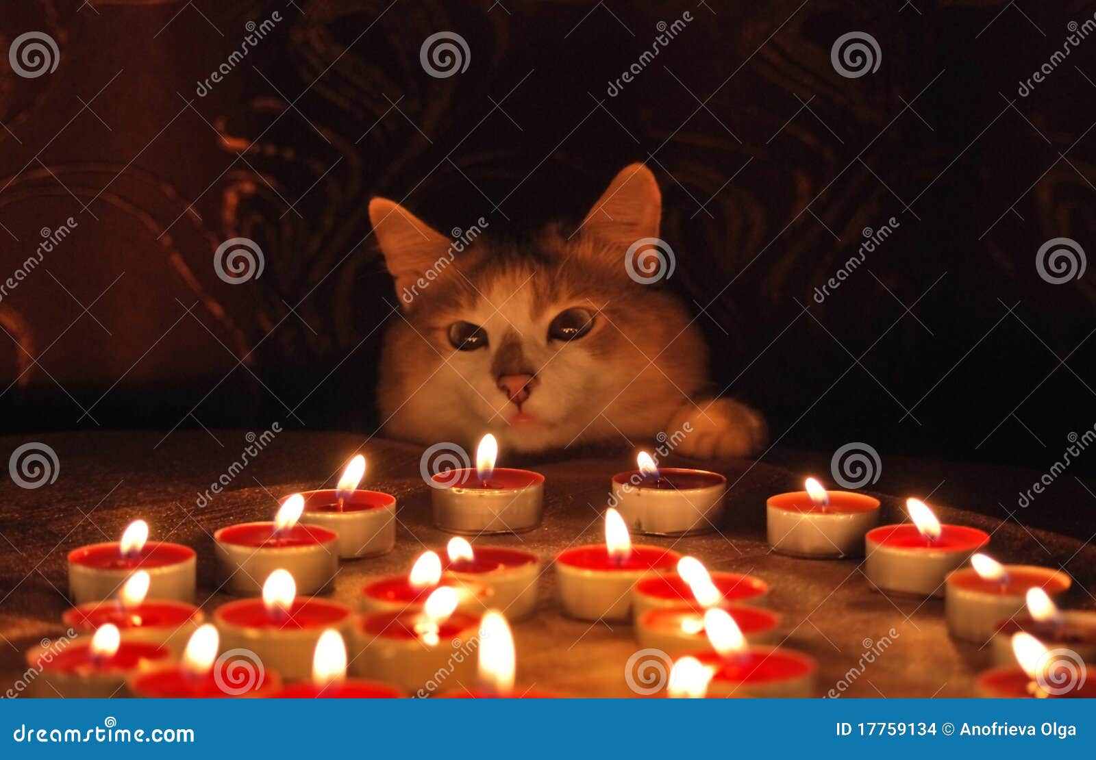 Katze und brennende Kerzen stockfoto. Bild von aromatisch 17759134