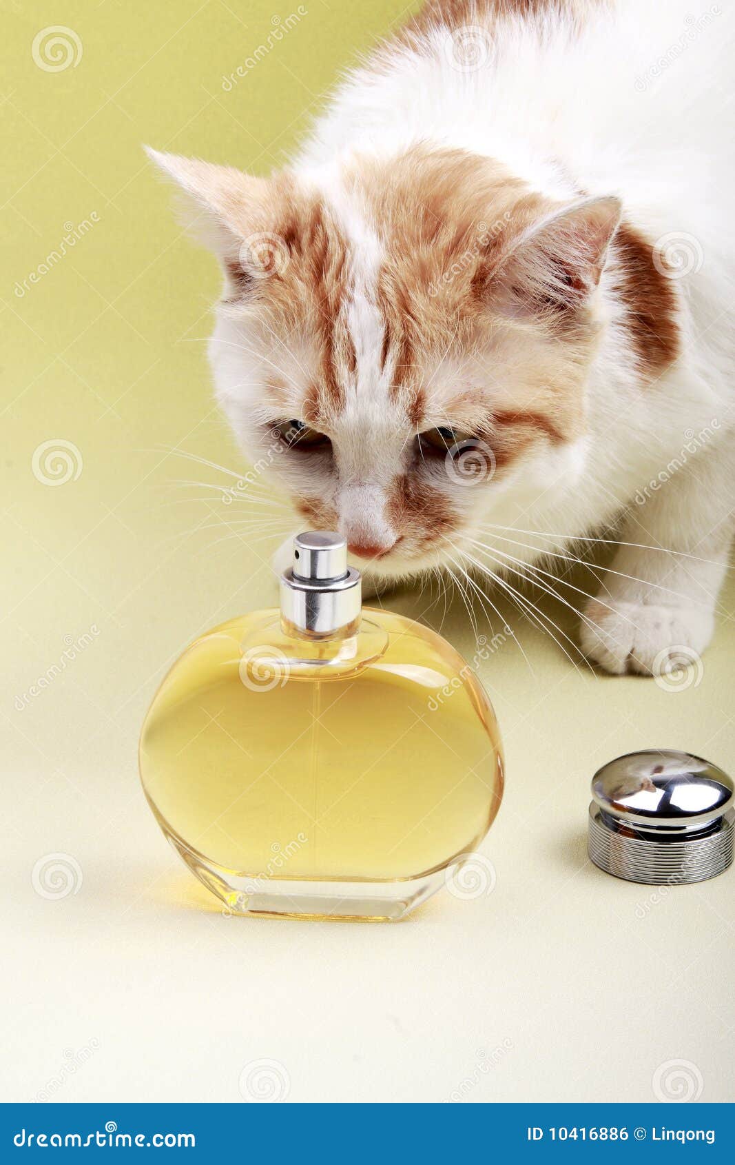Katze und Duftstoff. Die Katze wird durch eine Flasche Duftstoff angezogen.