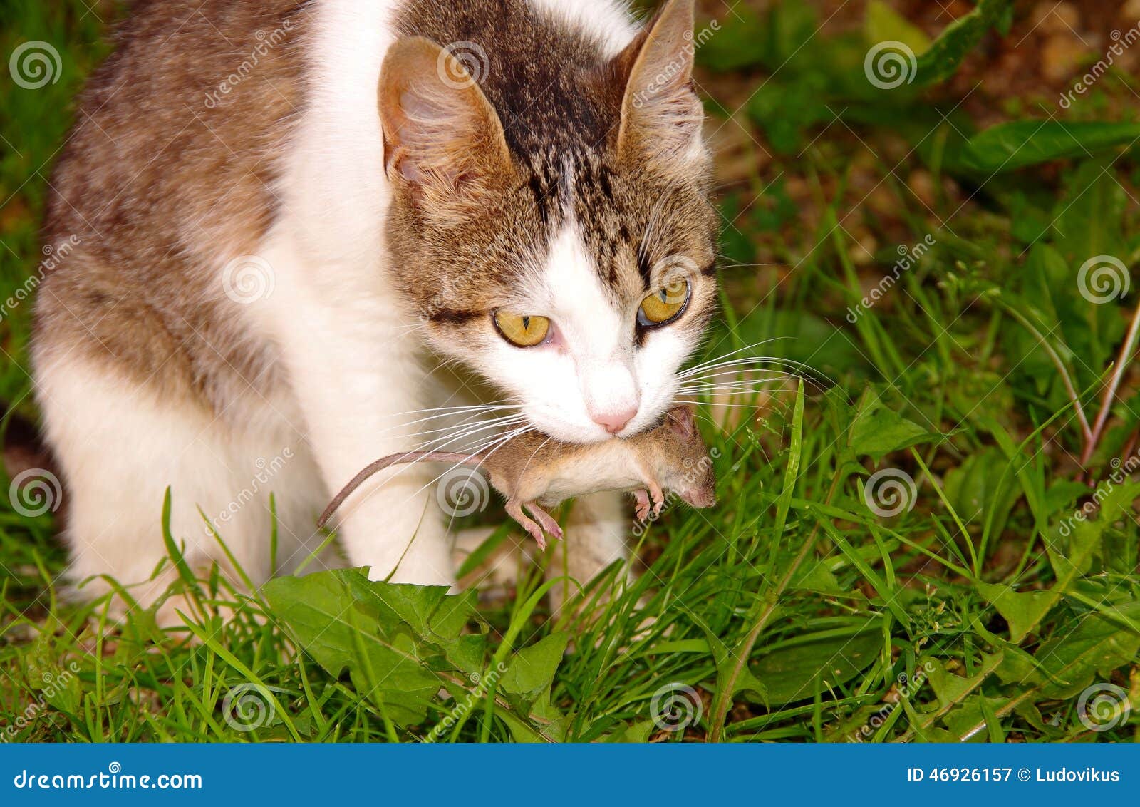 Katze und Maus. Katze hat die graue Maus im Mund