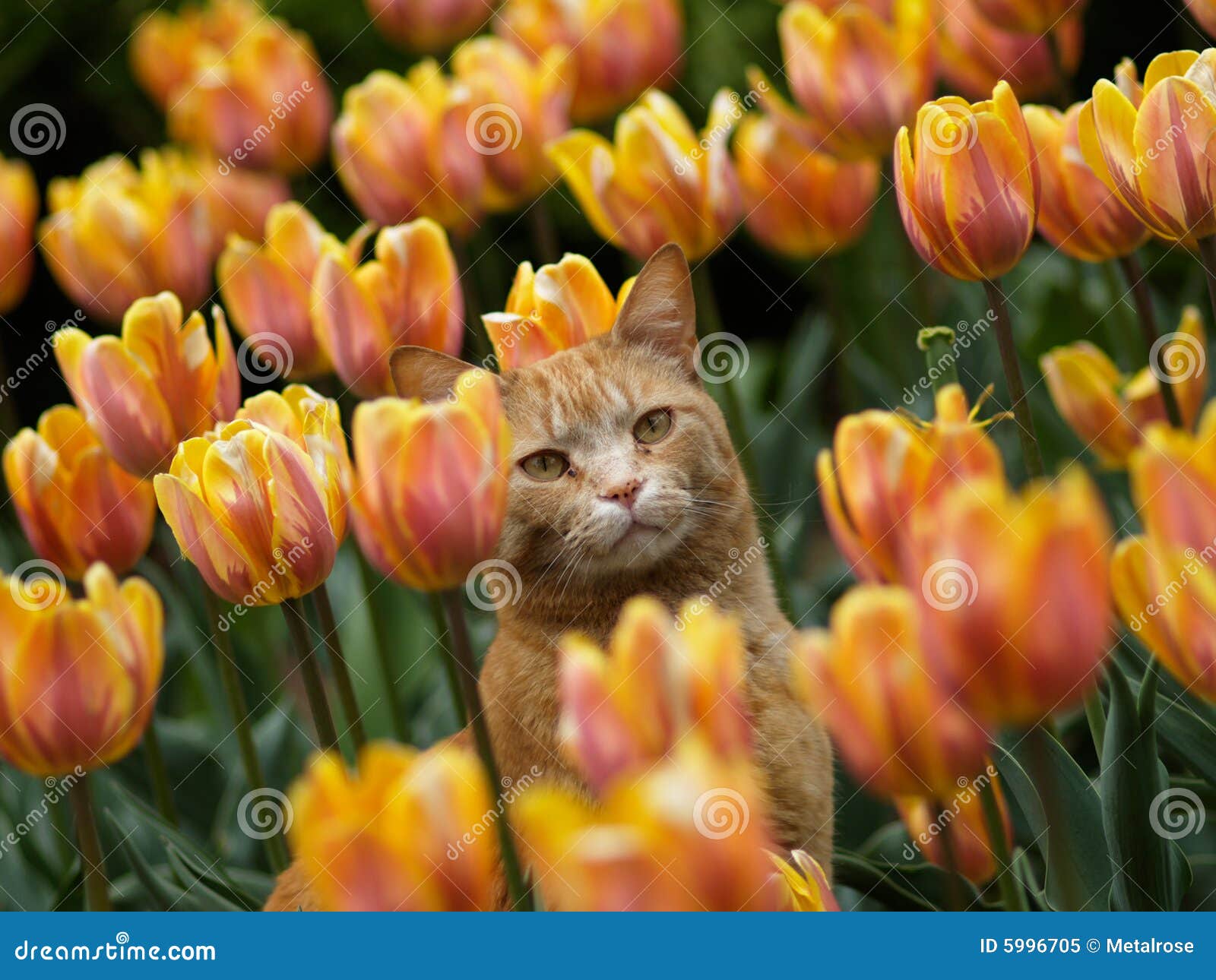 Katze und Tulpen stockbild. Bild von katze, tulpe, blüte 5996705