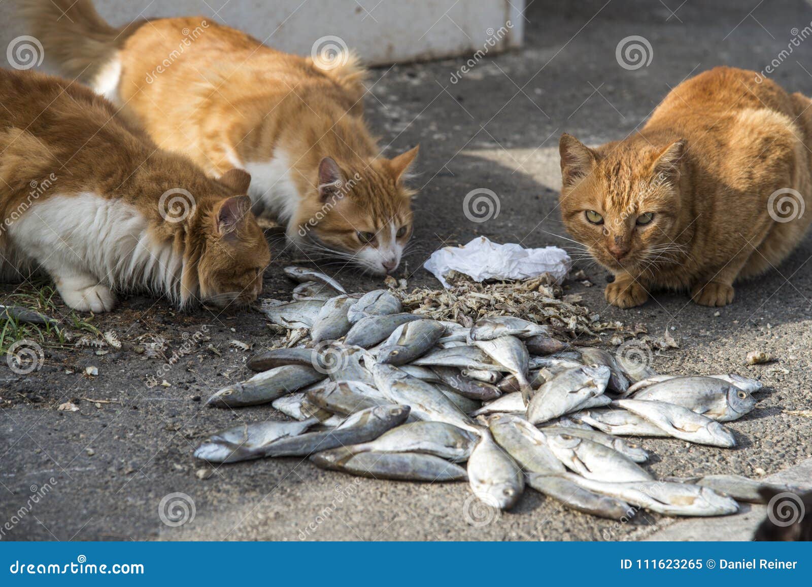 Сырую рыбу собаке. Кот жрет рыбу. Коты на Рыбном рынке. Кот с рыбой. Кот и много рыбы.