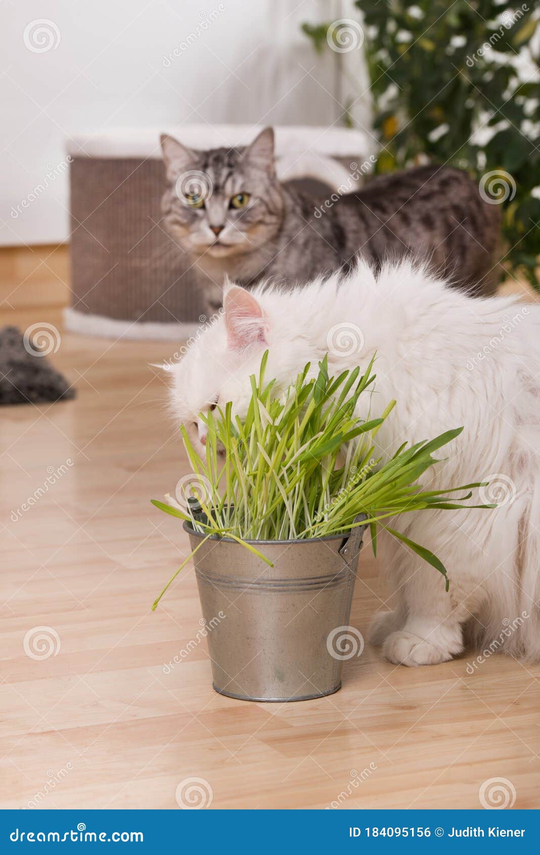 Two cats in a living room stock photo. Image of friend 184095156