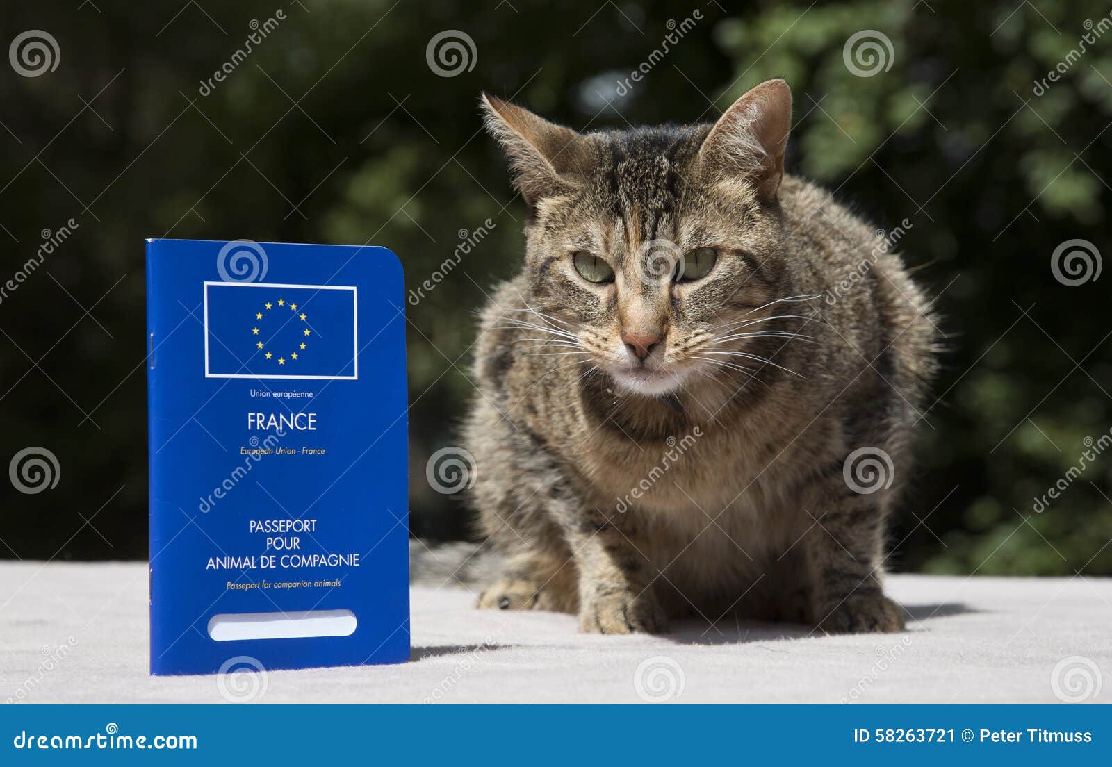 Reisepass Für Katzen