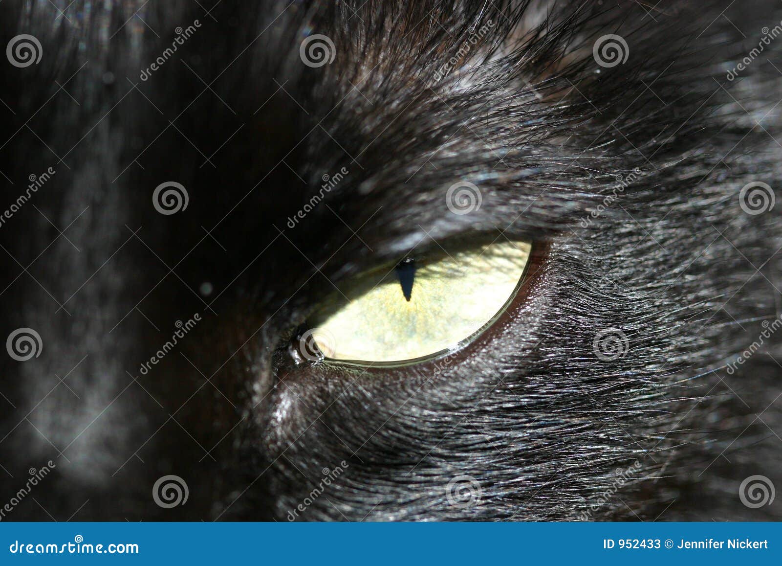 Katzenauge stockbild. Bild von hintergrund, hängen, beiläufig - 952433