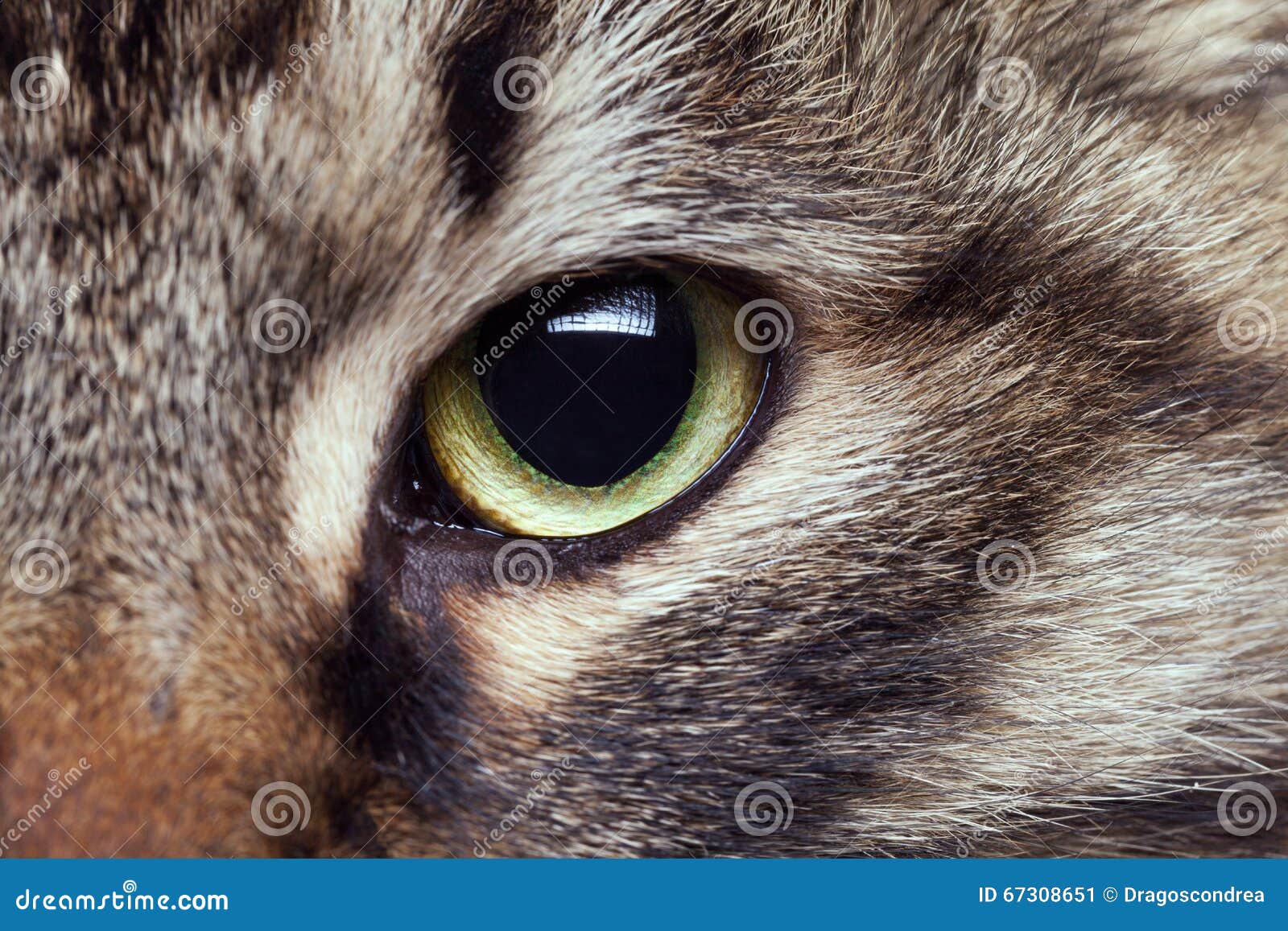 Katzenauge Im Abschluss Herauf Foto Stockbild - Bild von katze