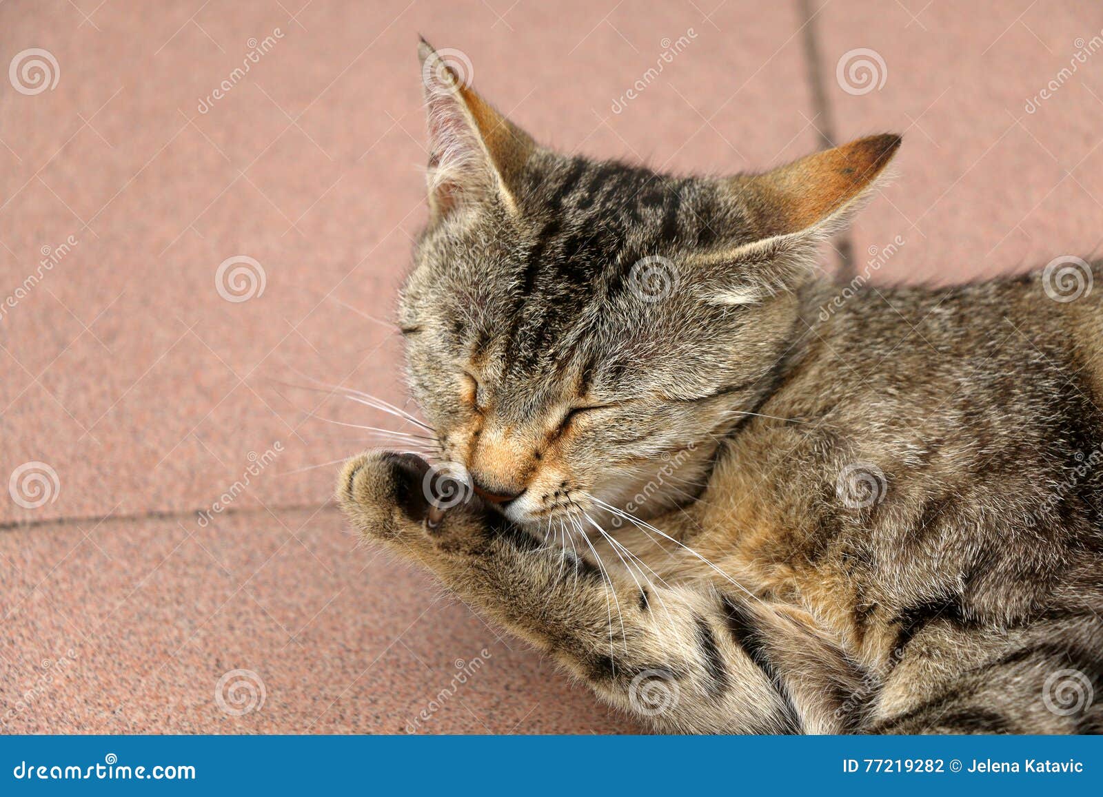 Katzenpflegen. Katze Brown-getigerter Katze, die ihre Tatze pflegt Nahaufnahme, selektiver Fokus