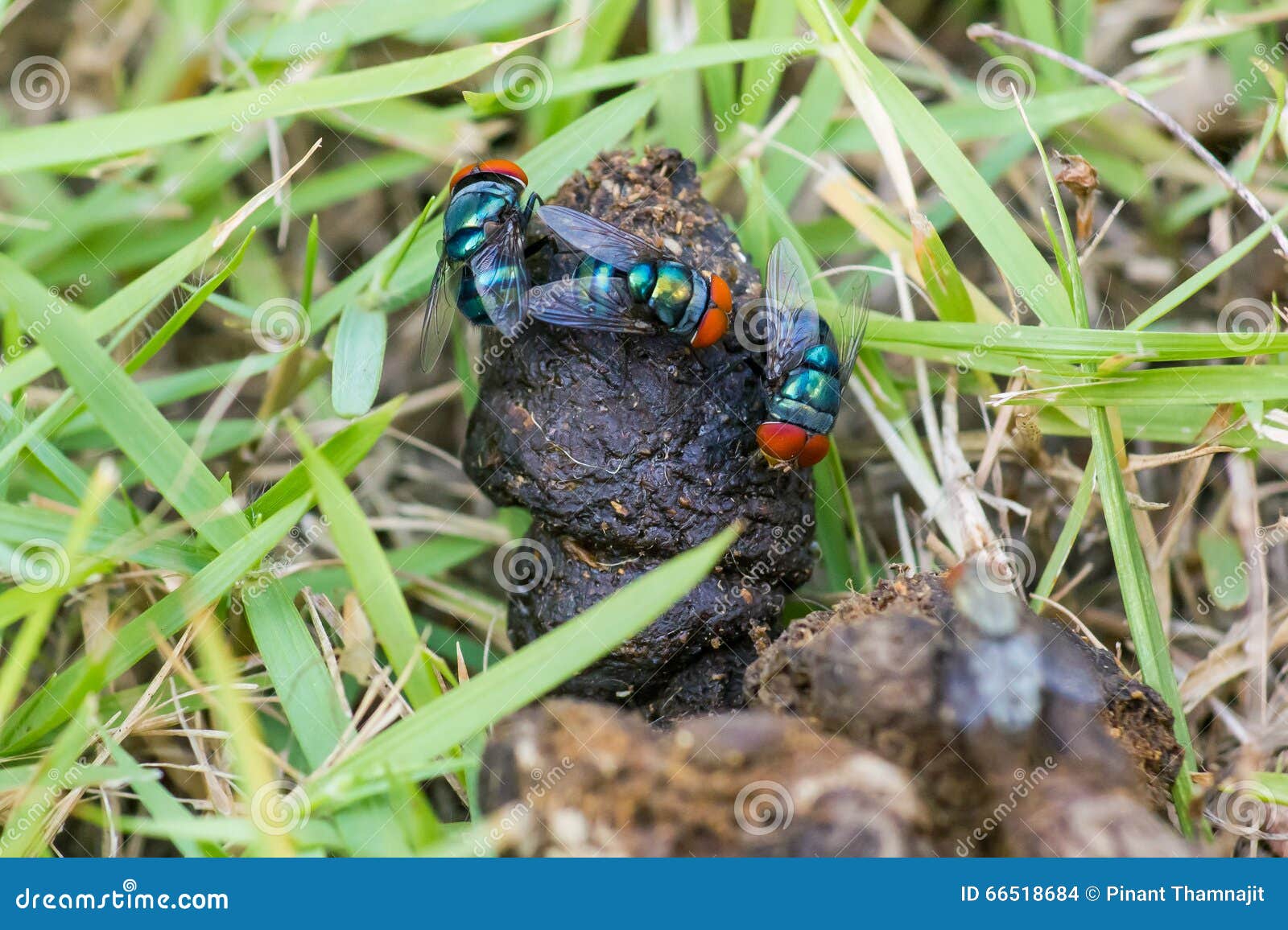 Katzenscheiße mit Fliegen stockfoto. Bild von ausscheidung 66518684