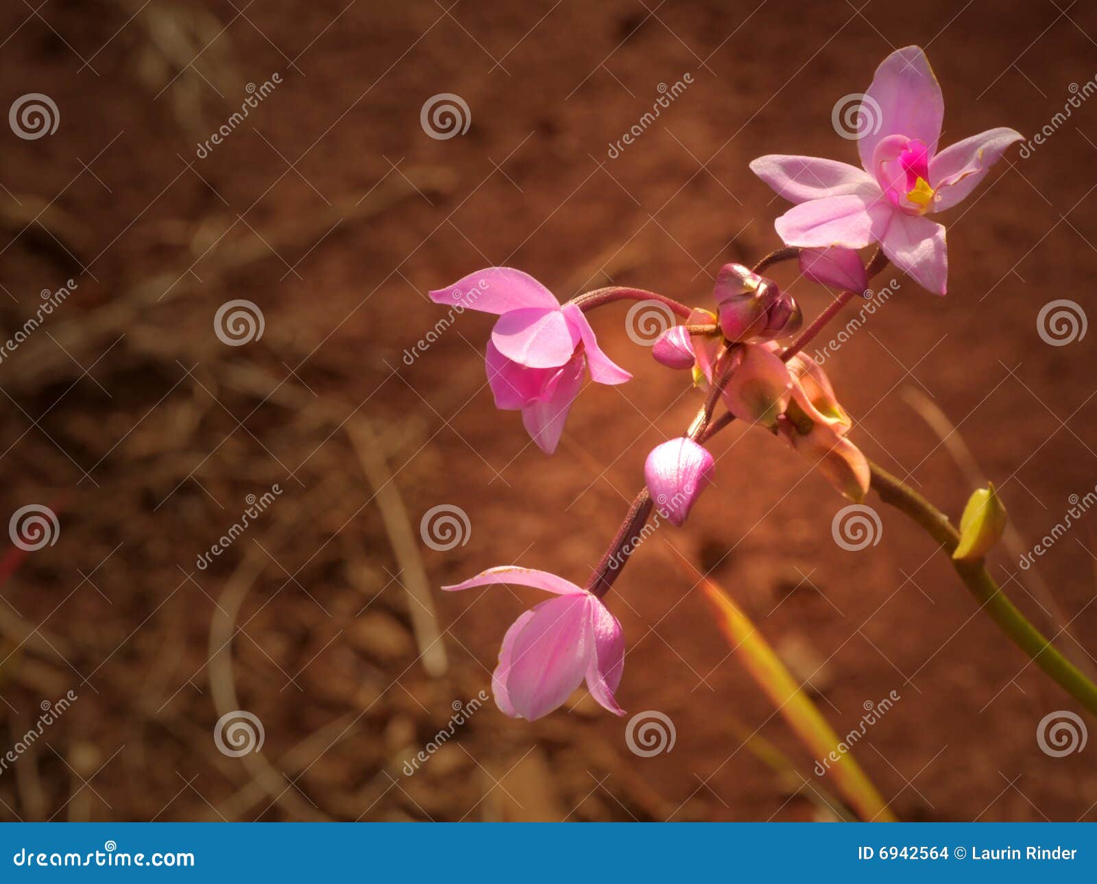Kauai Orchid stock photo. Image of floral, bright, beauty 6942564