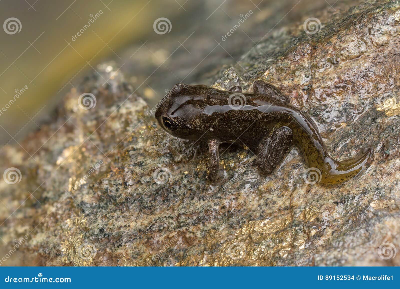 Kaulquappemetamorphose Zum Frosch Stockfoto Bild von geschöpf, frosch