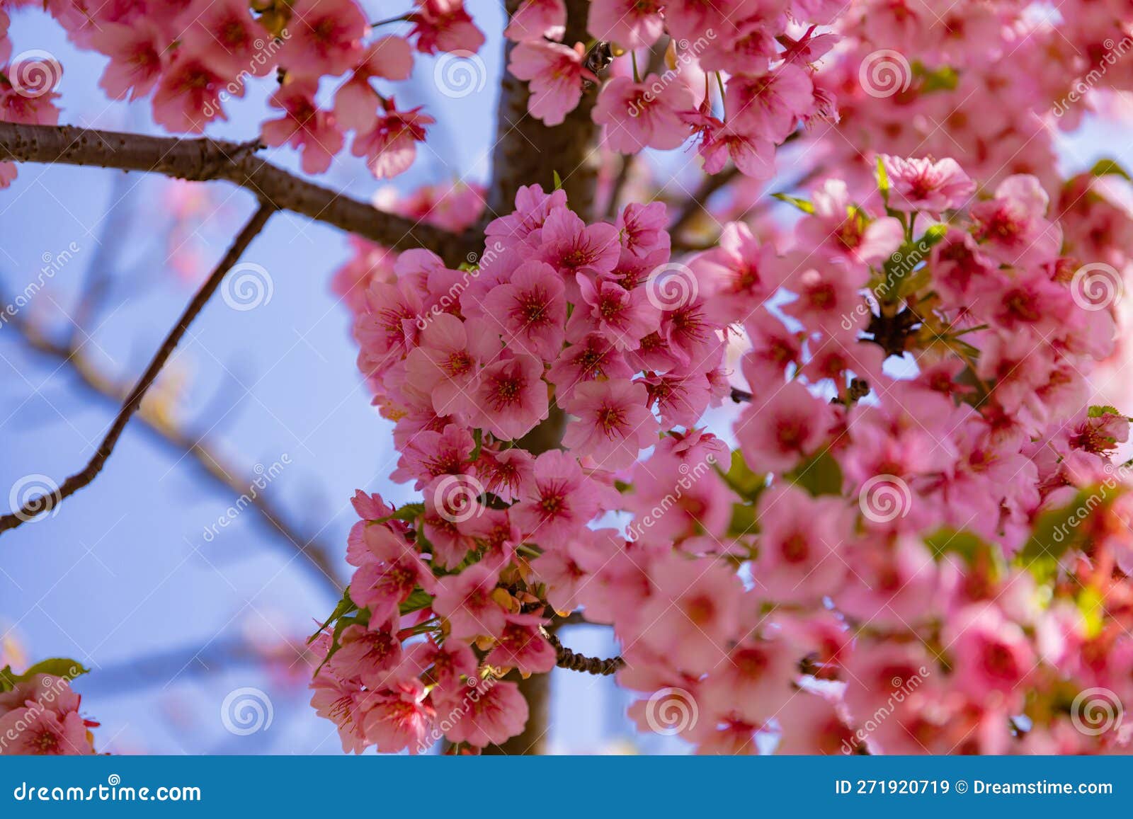 kawazu cherry blossoms in full bloom at the park close up handheld