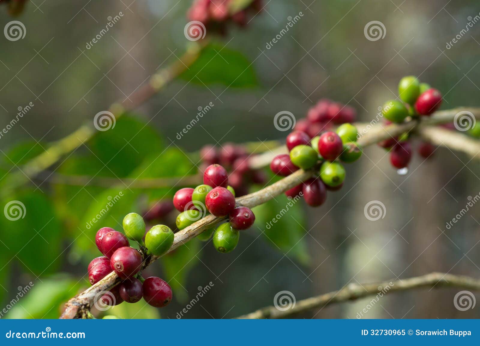 (czerwień) dojrzałe i niedojrzałe Kawowe fasole na gałąź w kawowej plantaci (zielone)