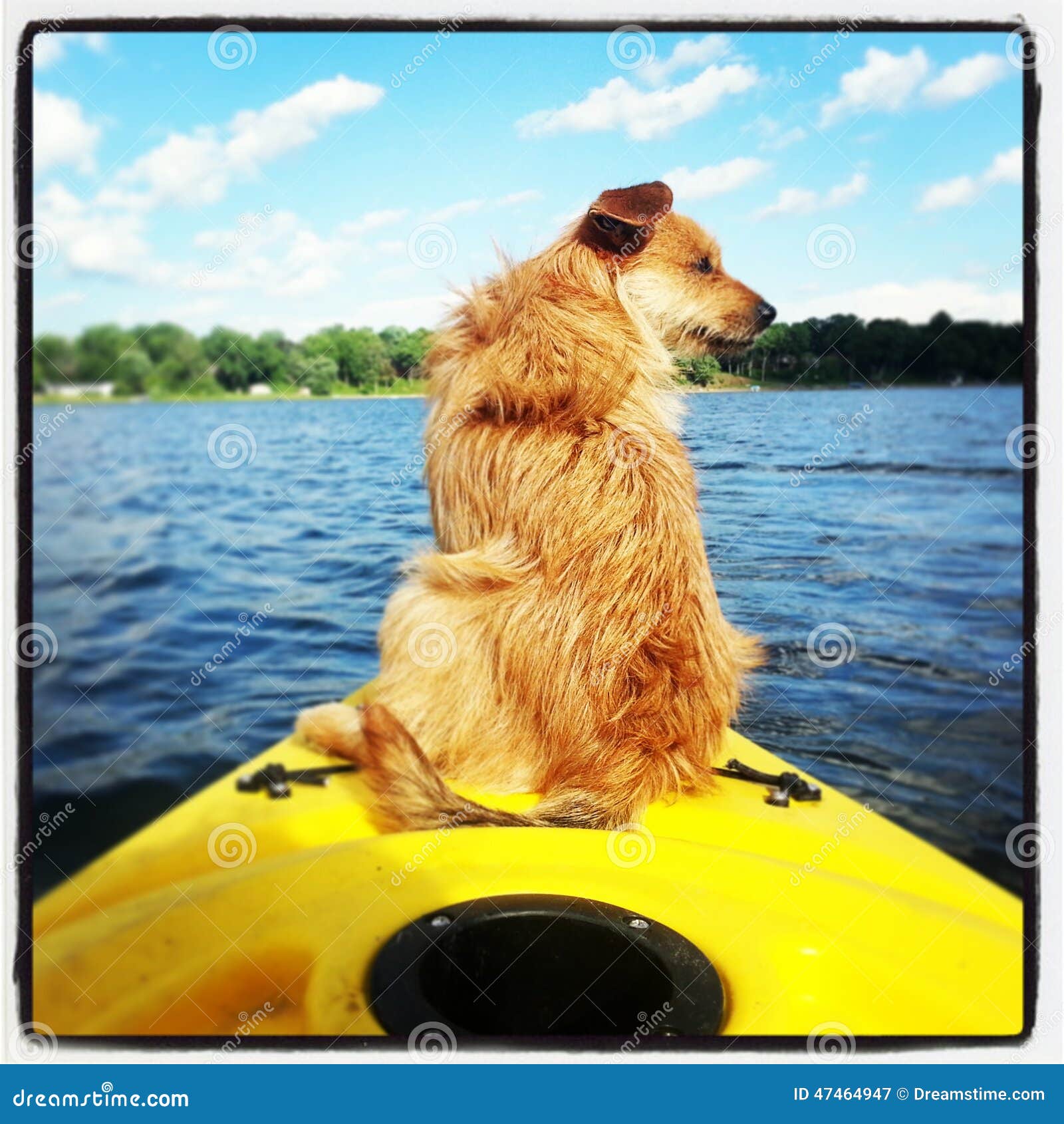 602 Kayak Dog Stock Photos - Free & Royalty-Free Stock Photos from  Dreamstime