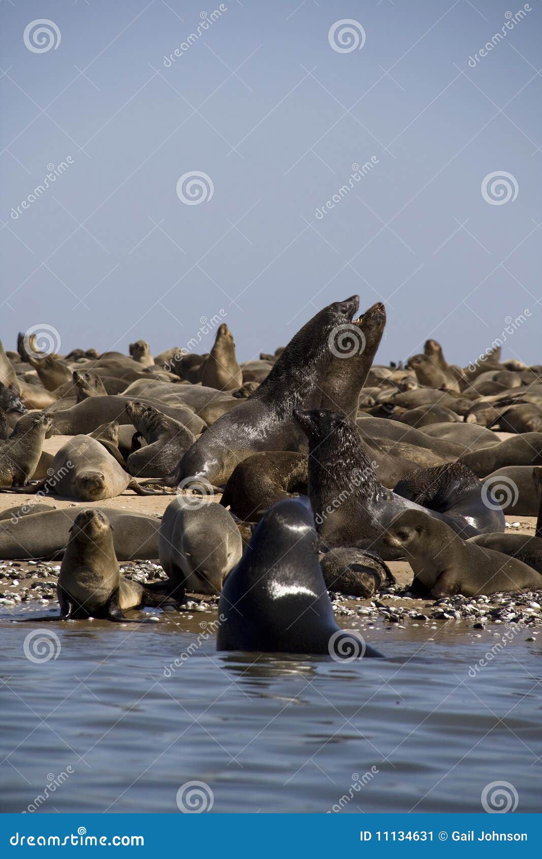 Kayaking Around Pelican Point Stock Image Image of cape, point 11134631