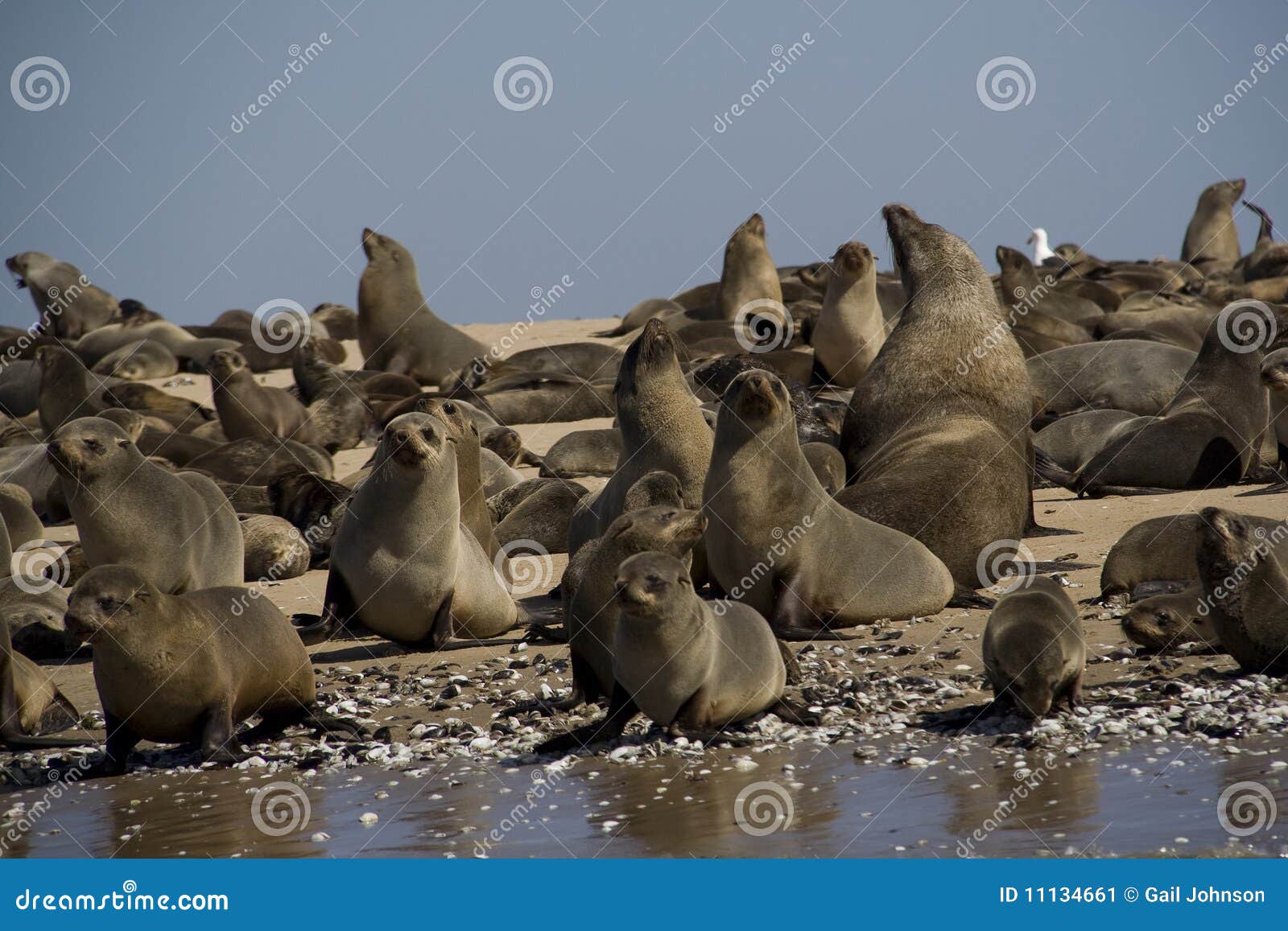 Kayaking Around Pelican Point Stock Image Image of dune, walvis 11134661